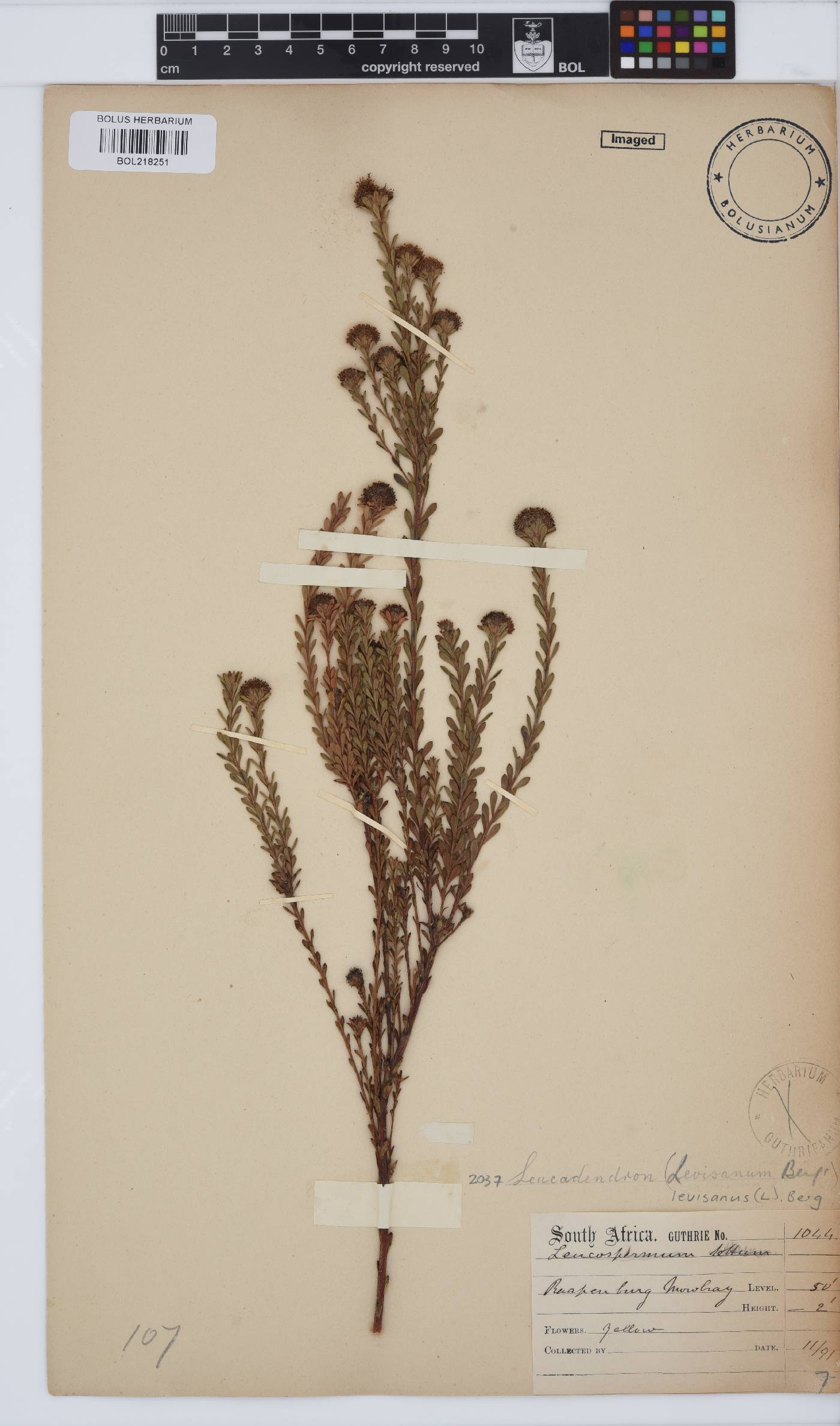 Leucadendron levisanus image