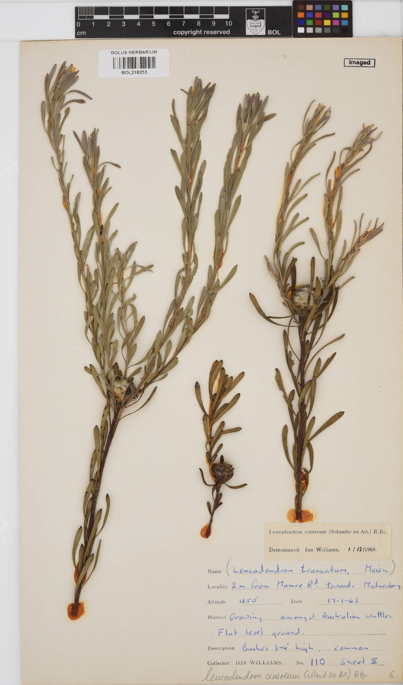 Leucadendron cinereum image