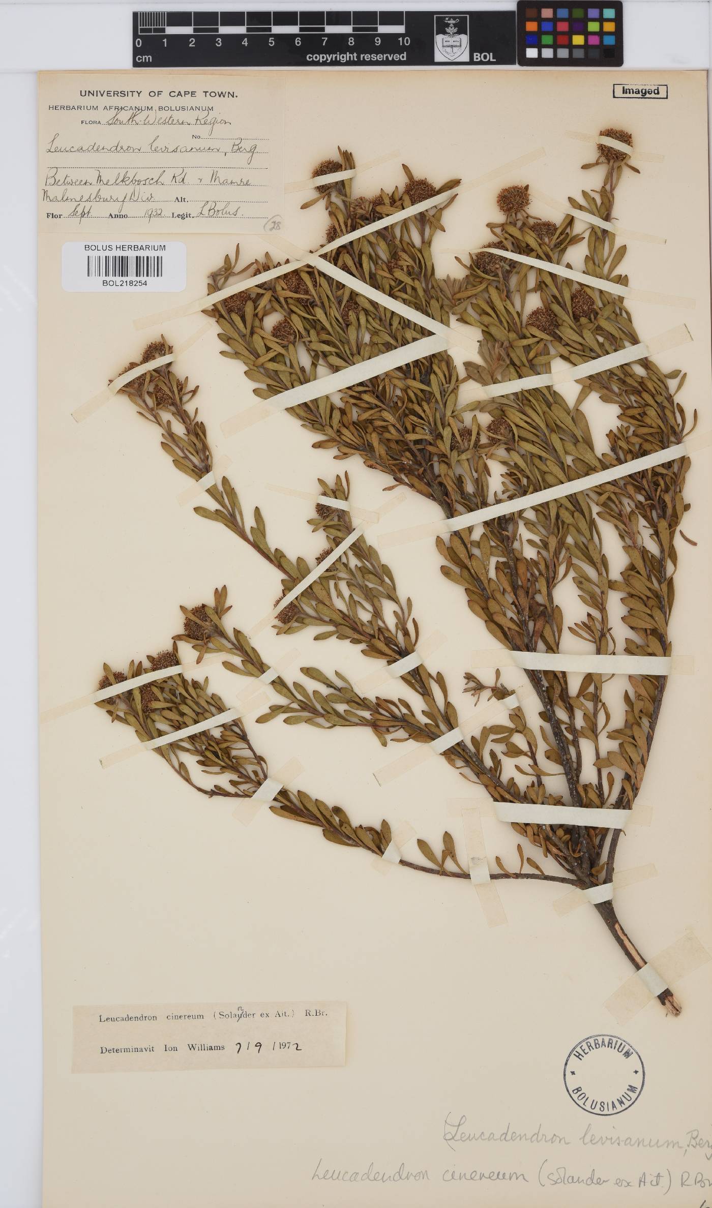 Leucadendron cinereum image