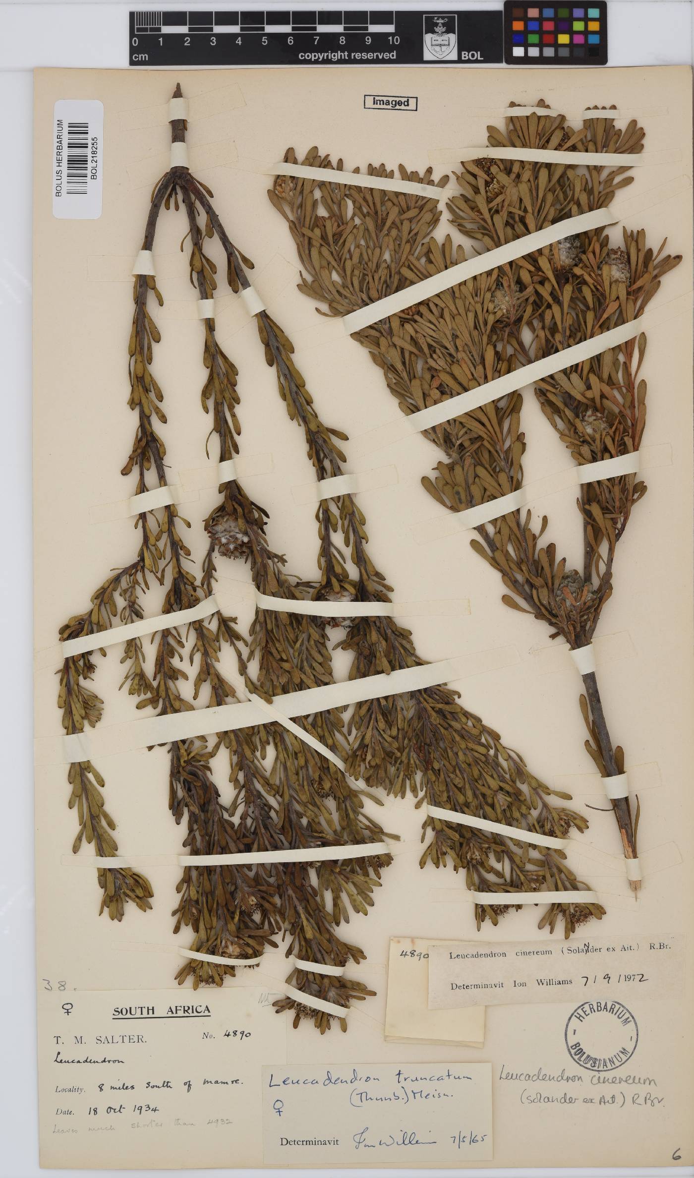 Leucadendron cinereum image
