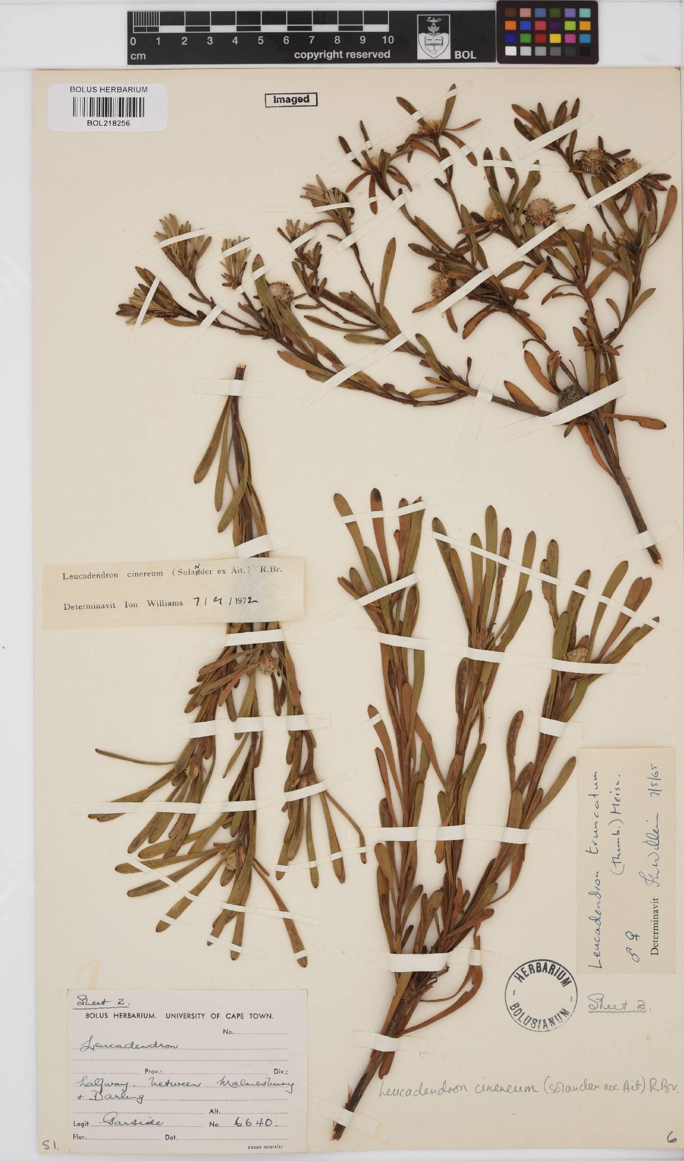 Leucadendron cinereum image
