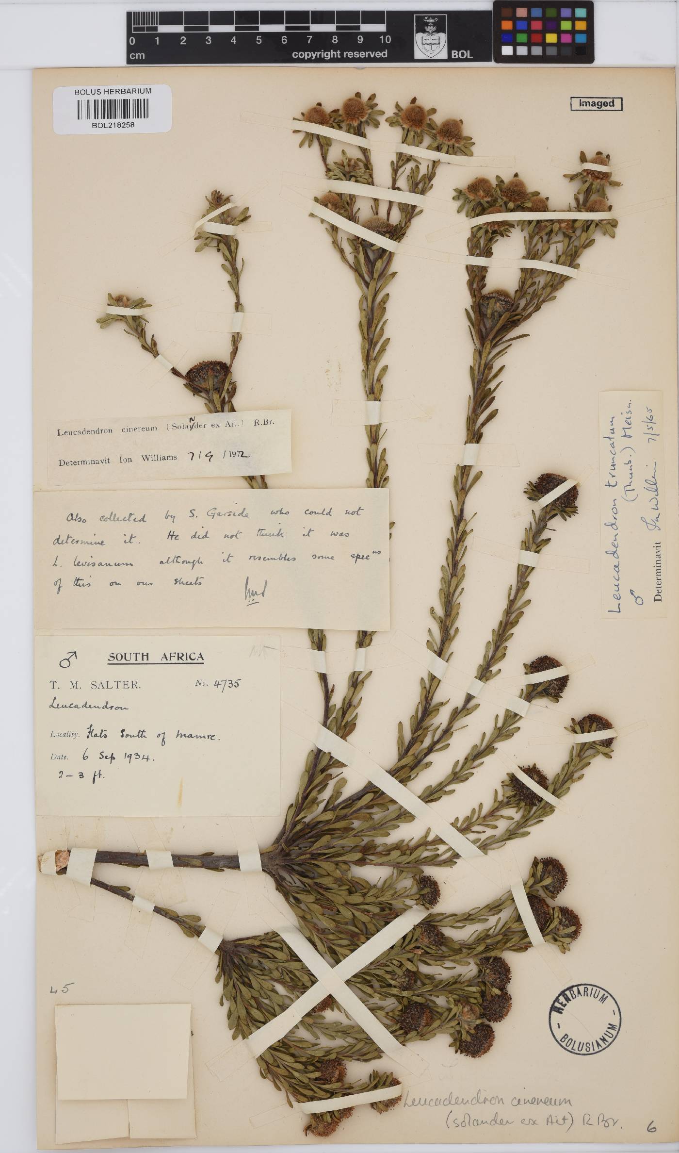 Leucadendron cinereum image