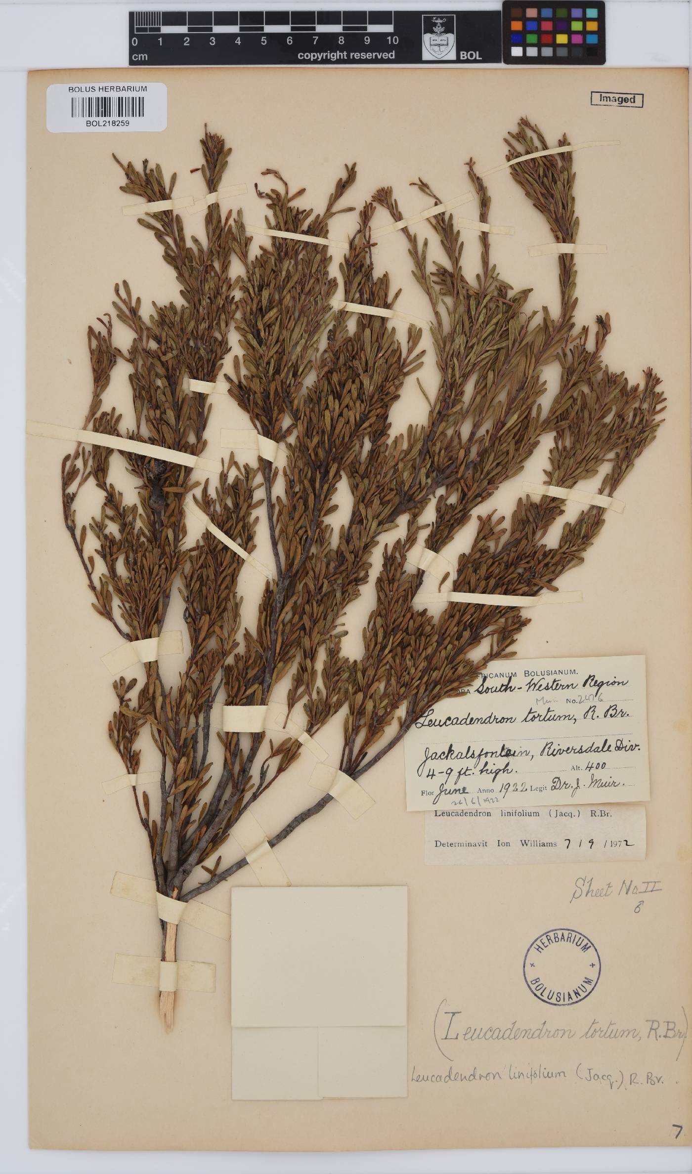 Leucadendron linifolium image