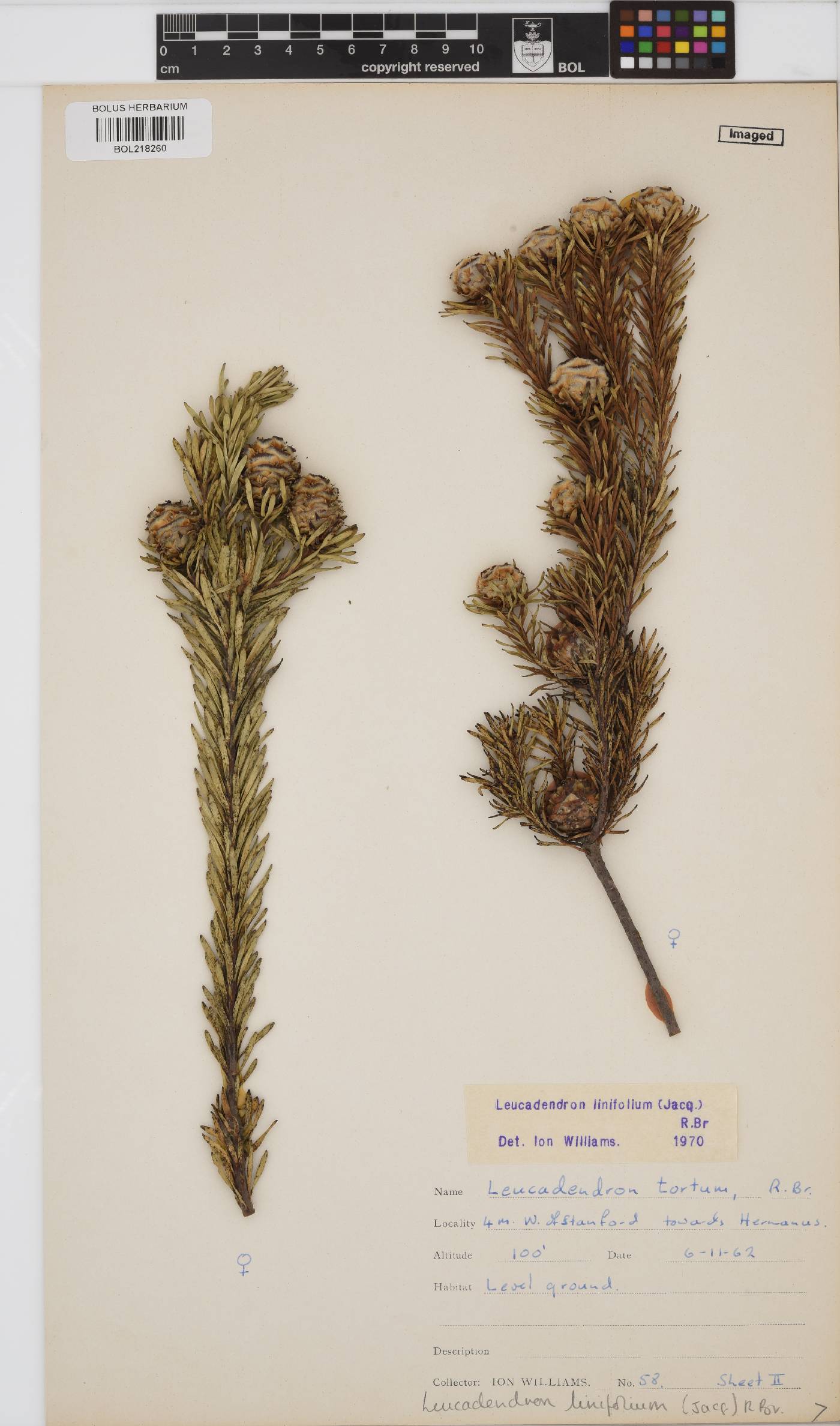 Leucadendron linifolium image