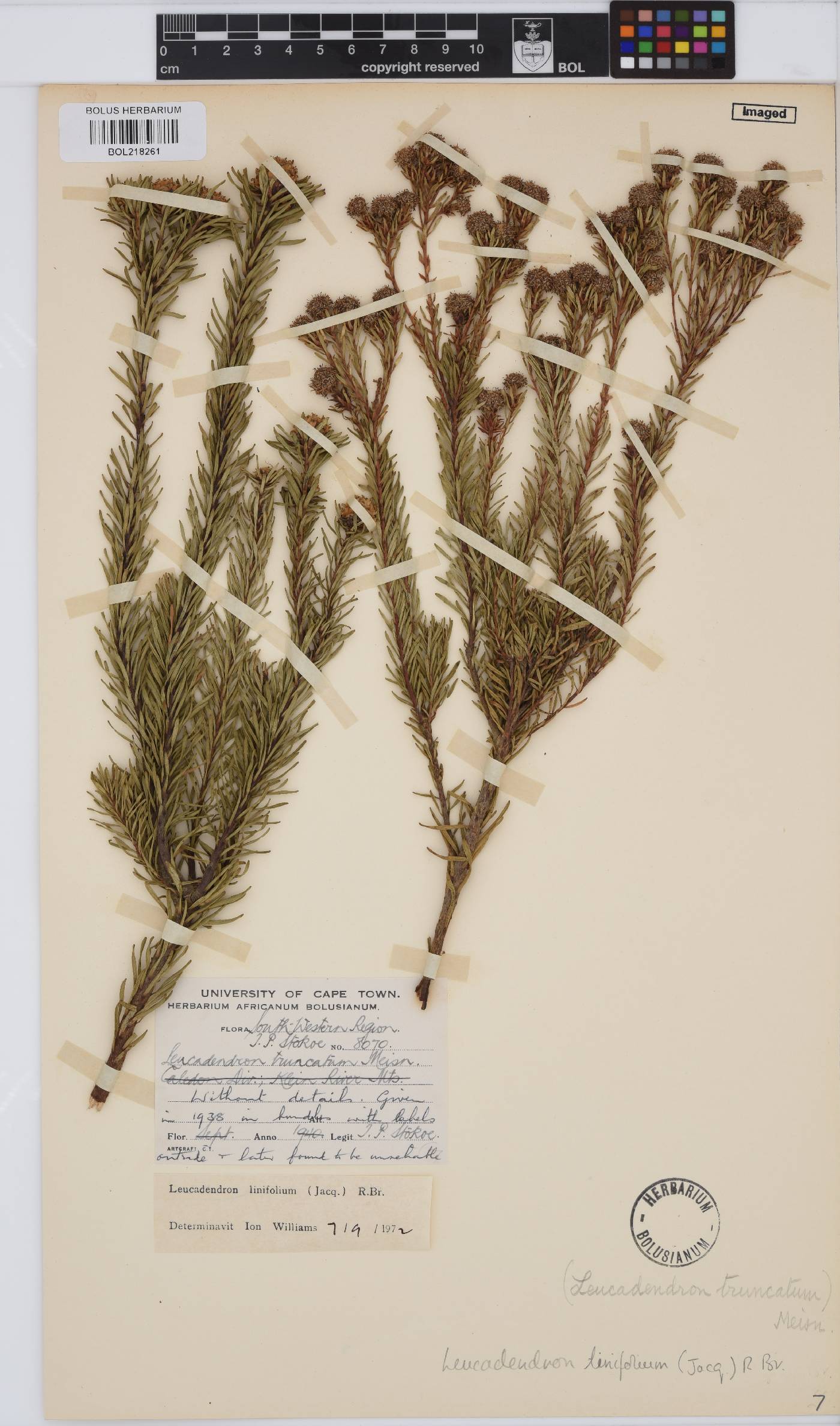 Leucadendron linifolium image