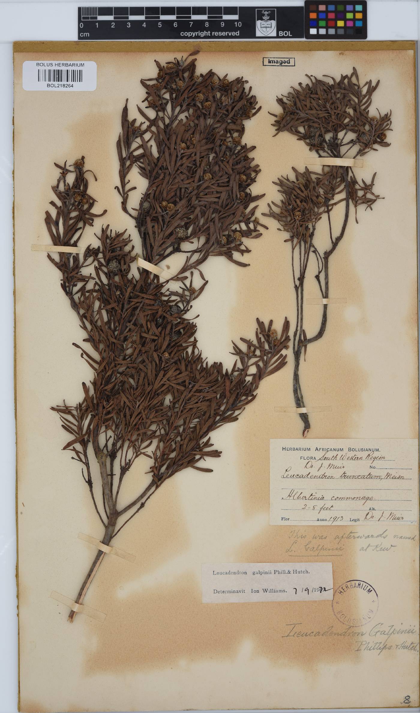 Leucadendron galpinii image