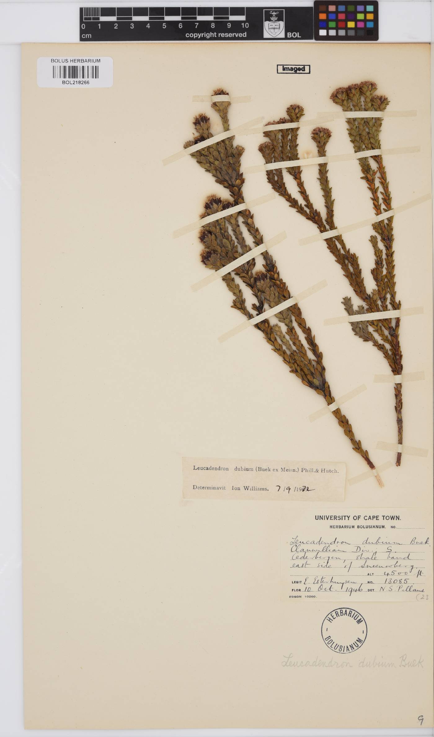 Leucadendron dubium image