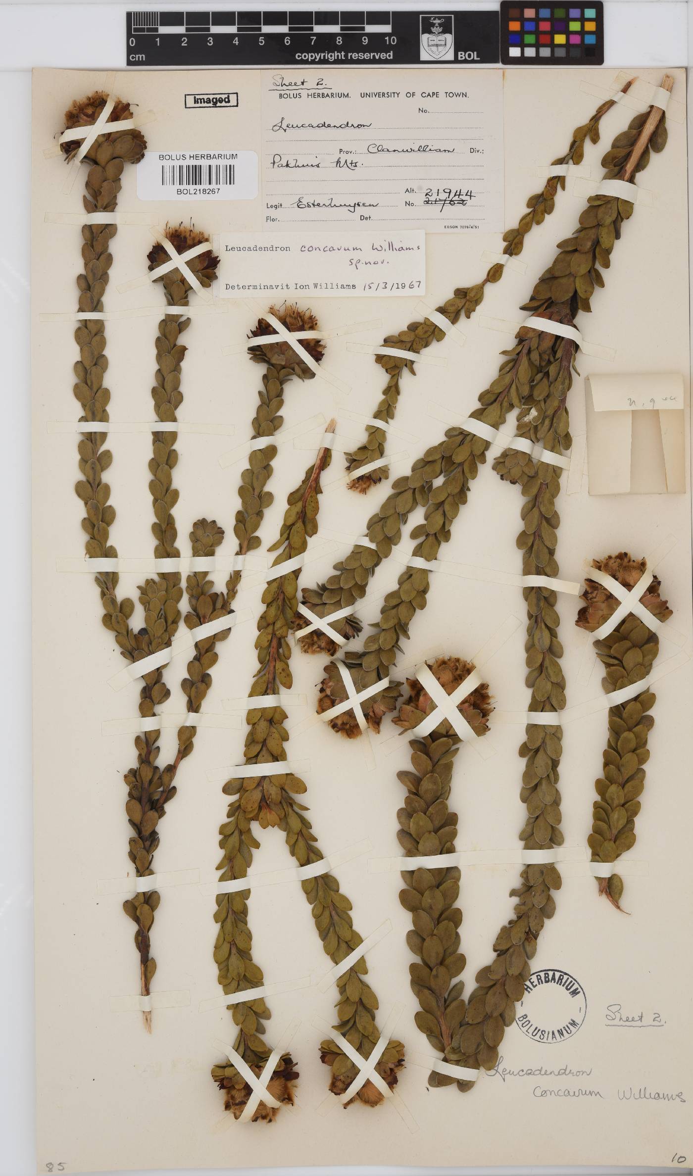 Leucadendron concavum image