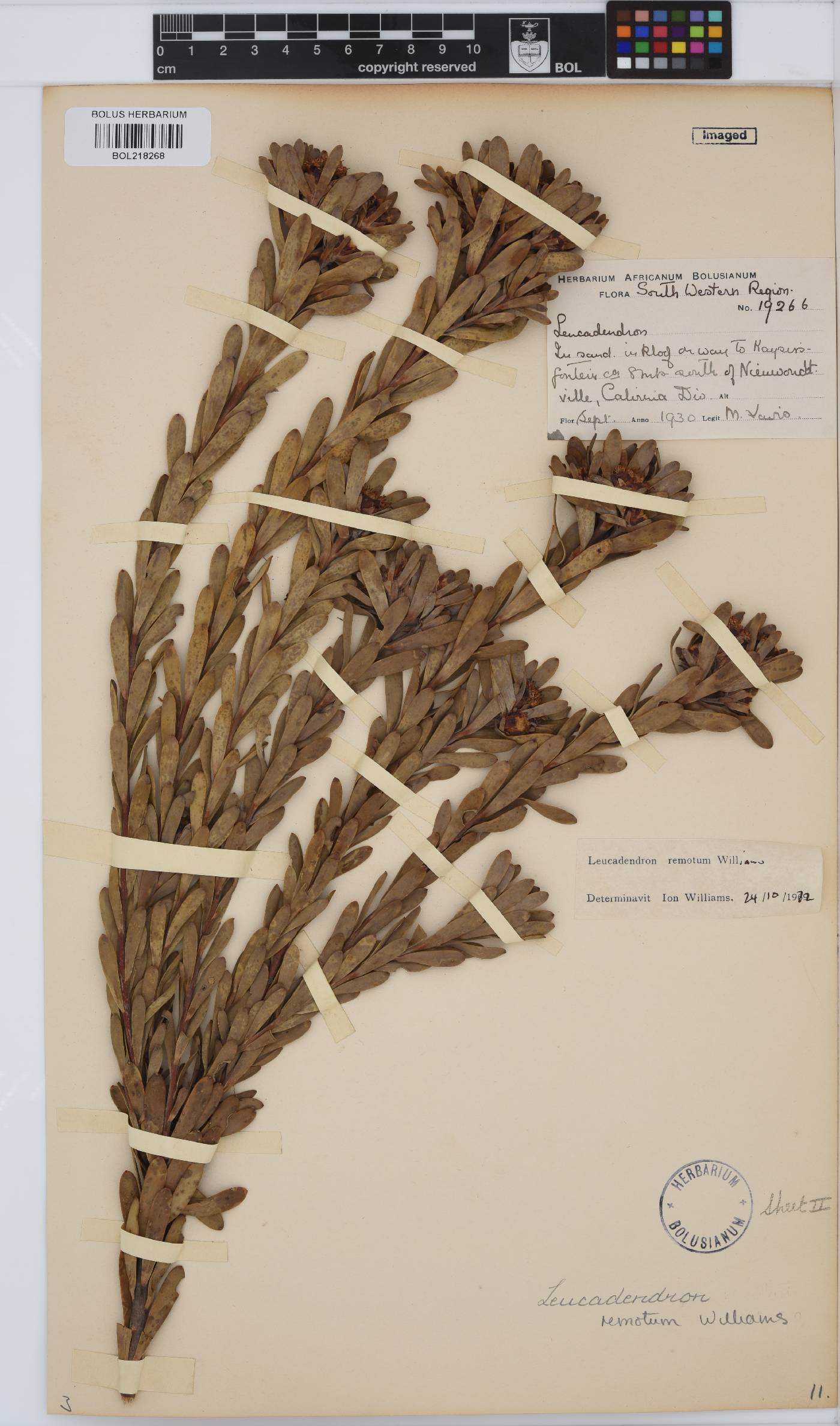 Leucadendron remotum image