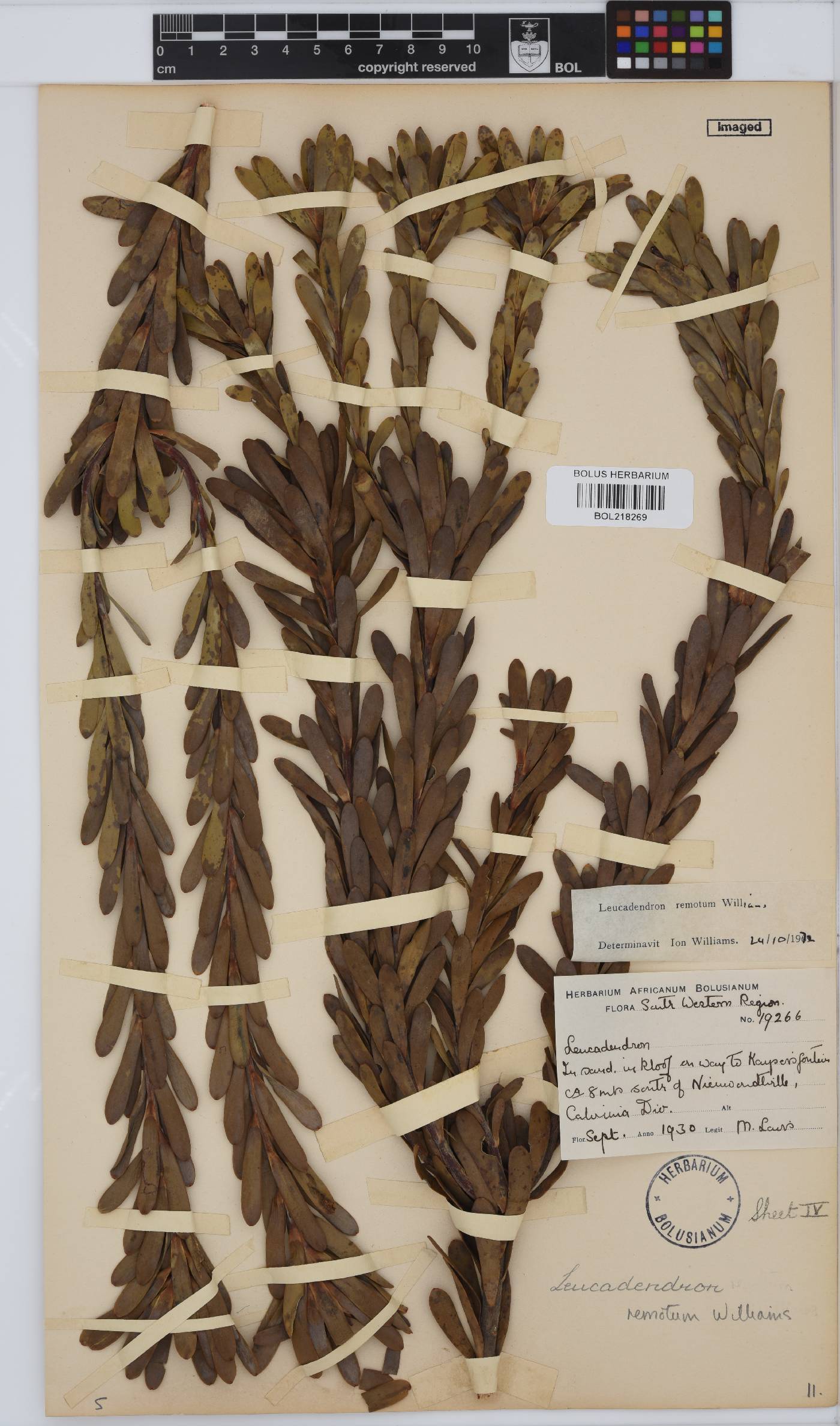 Leucadendron remotum image