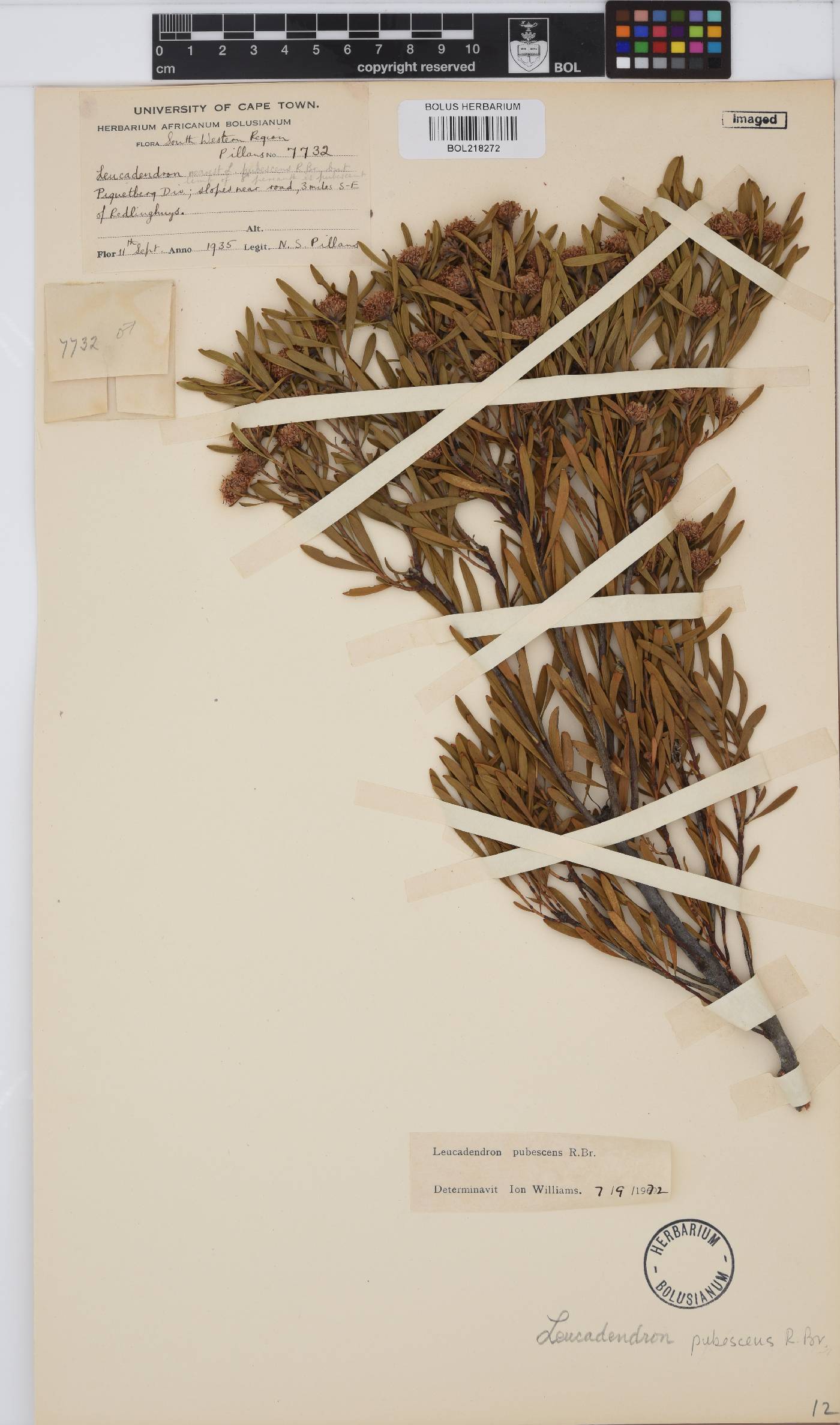 Leucadendron pubescens image