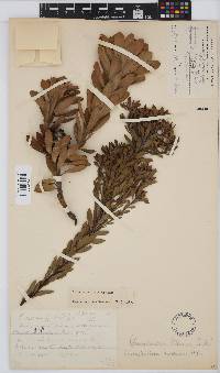 Leucadendron pubescens image