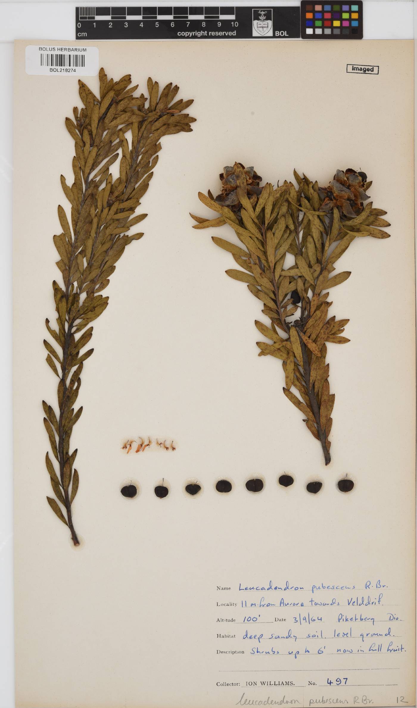 Leucadendron pubescens image