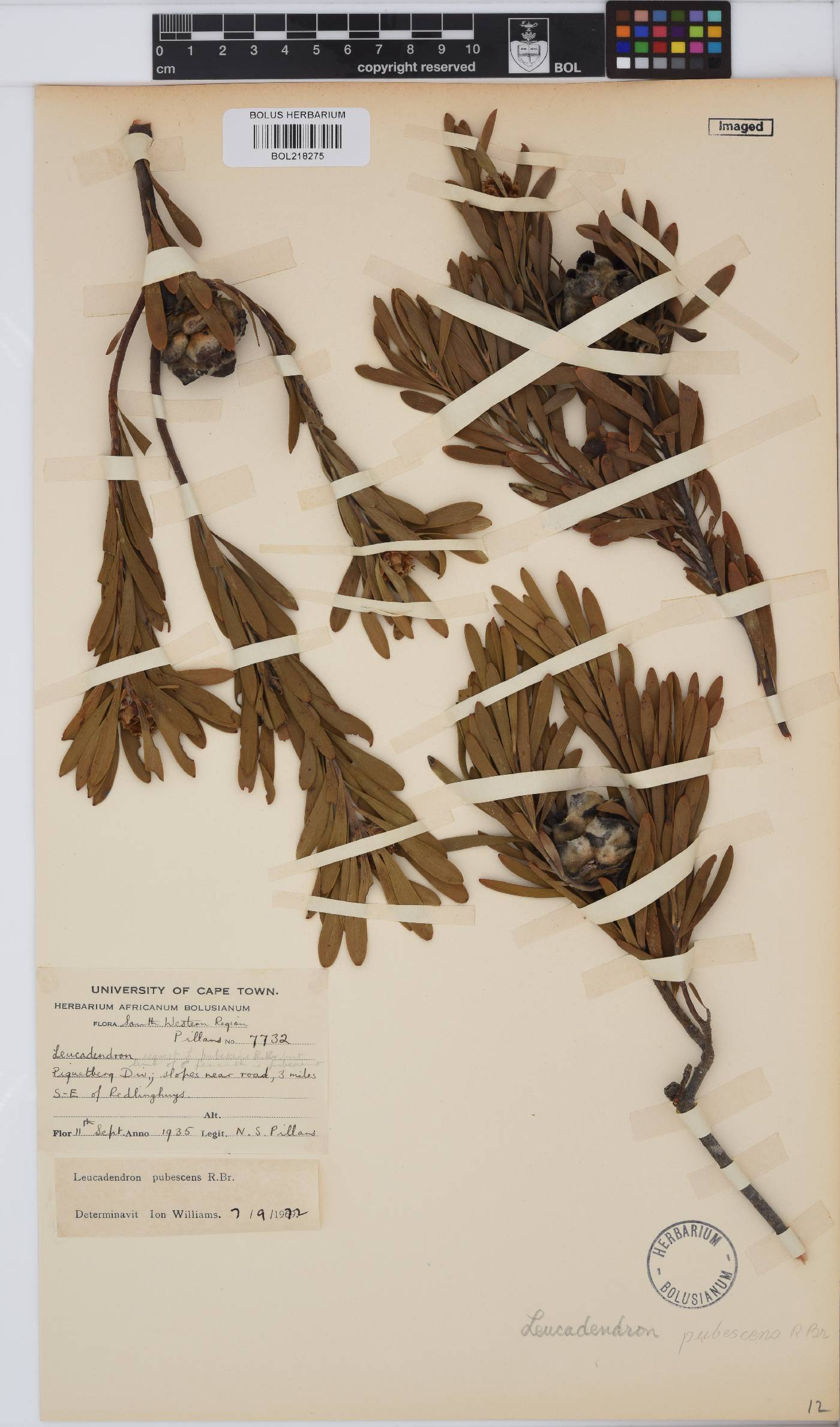 Leucadendron pubescens image