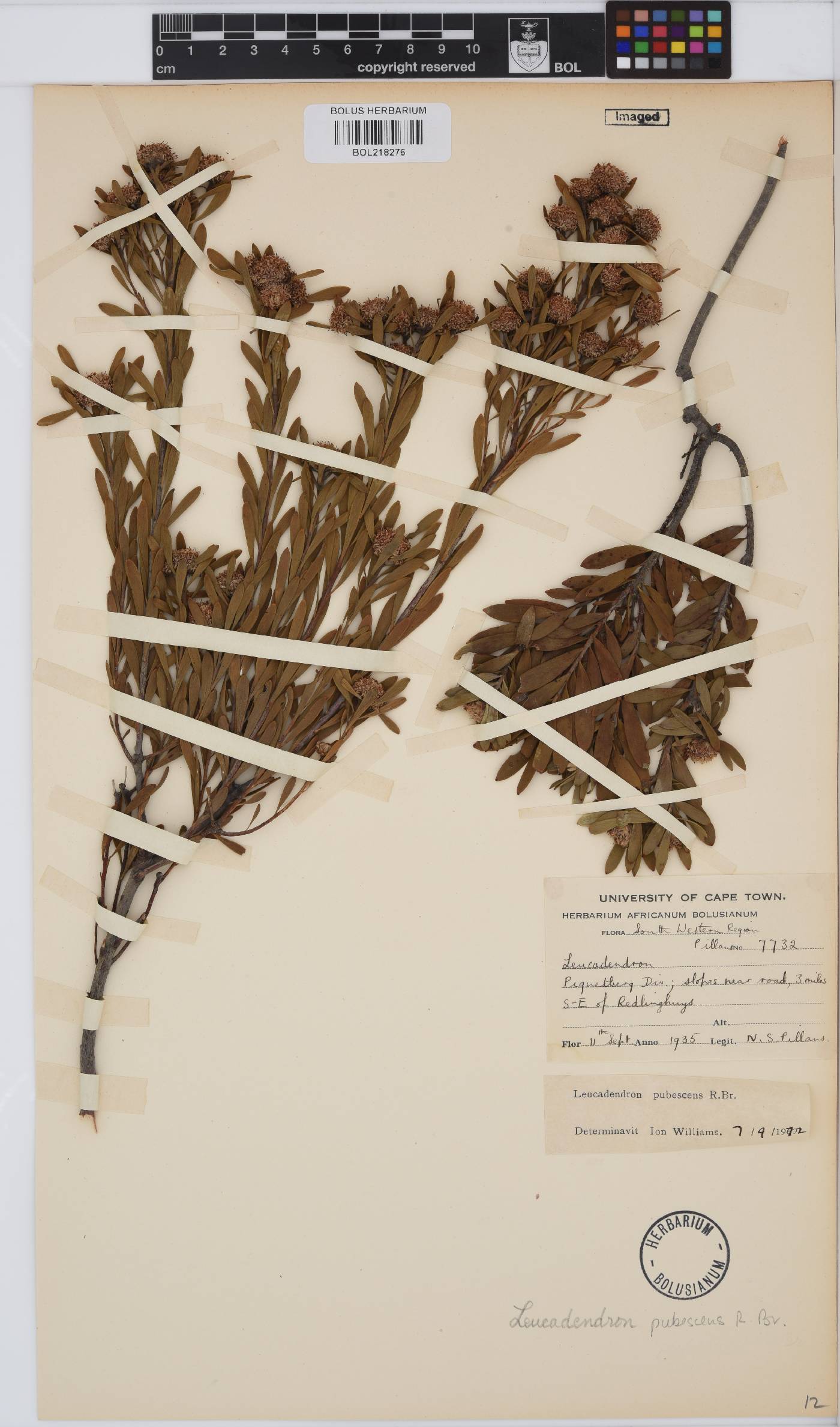 Leucadendron pubescens image