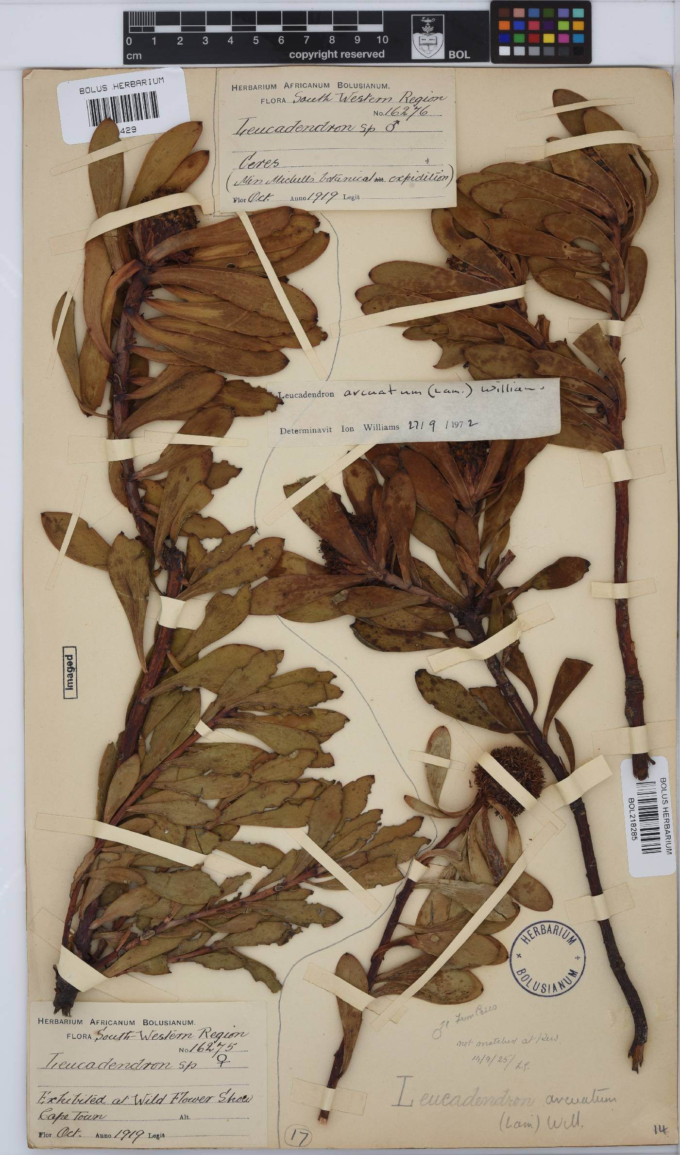 Leucadendron arcuatum image