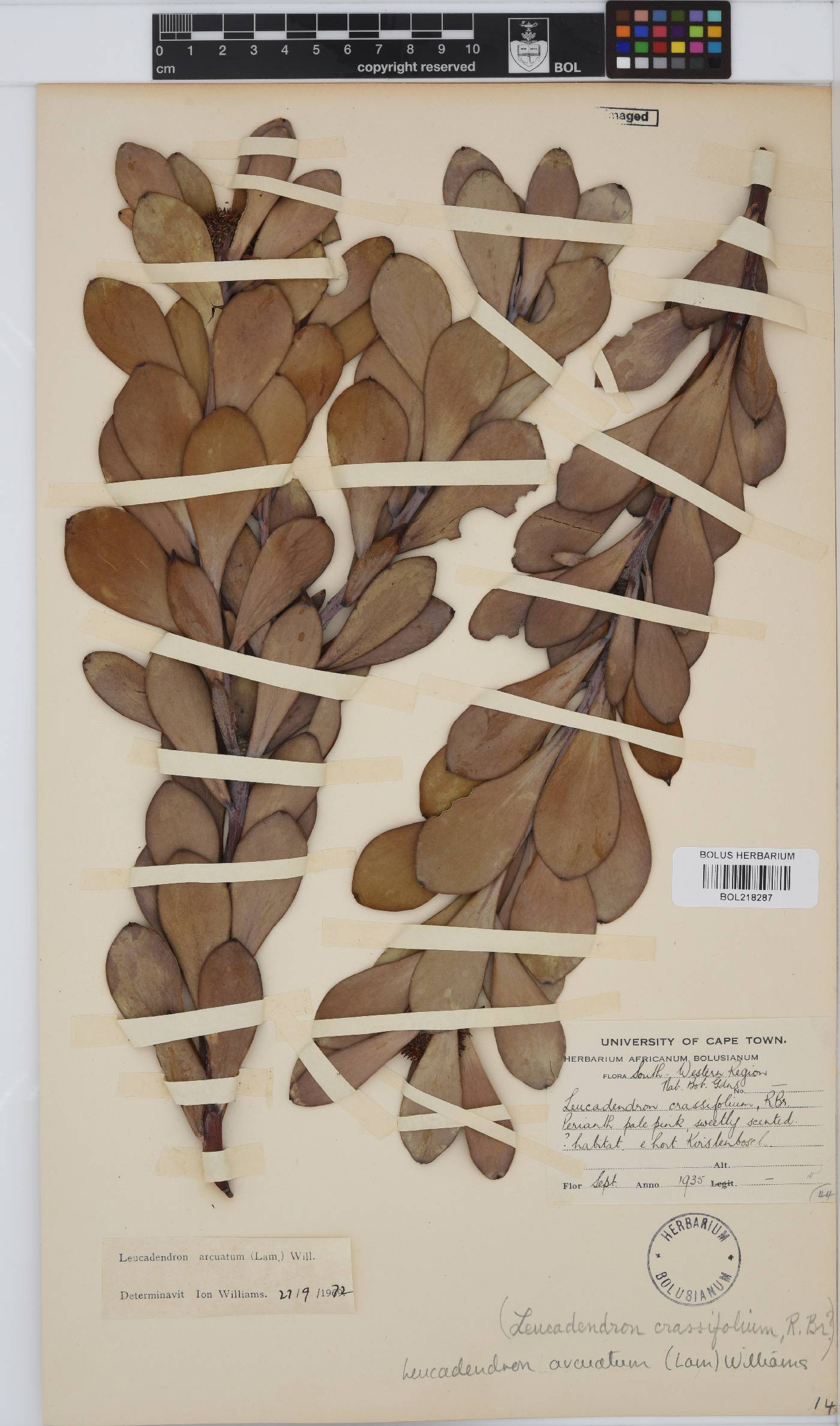 Leucadendron arcuatum image
