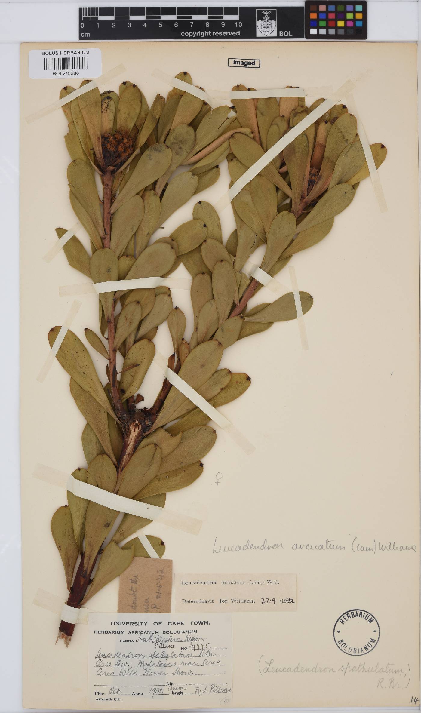 Leucadendron arcuatum image