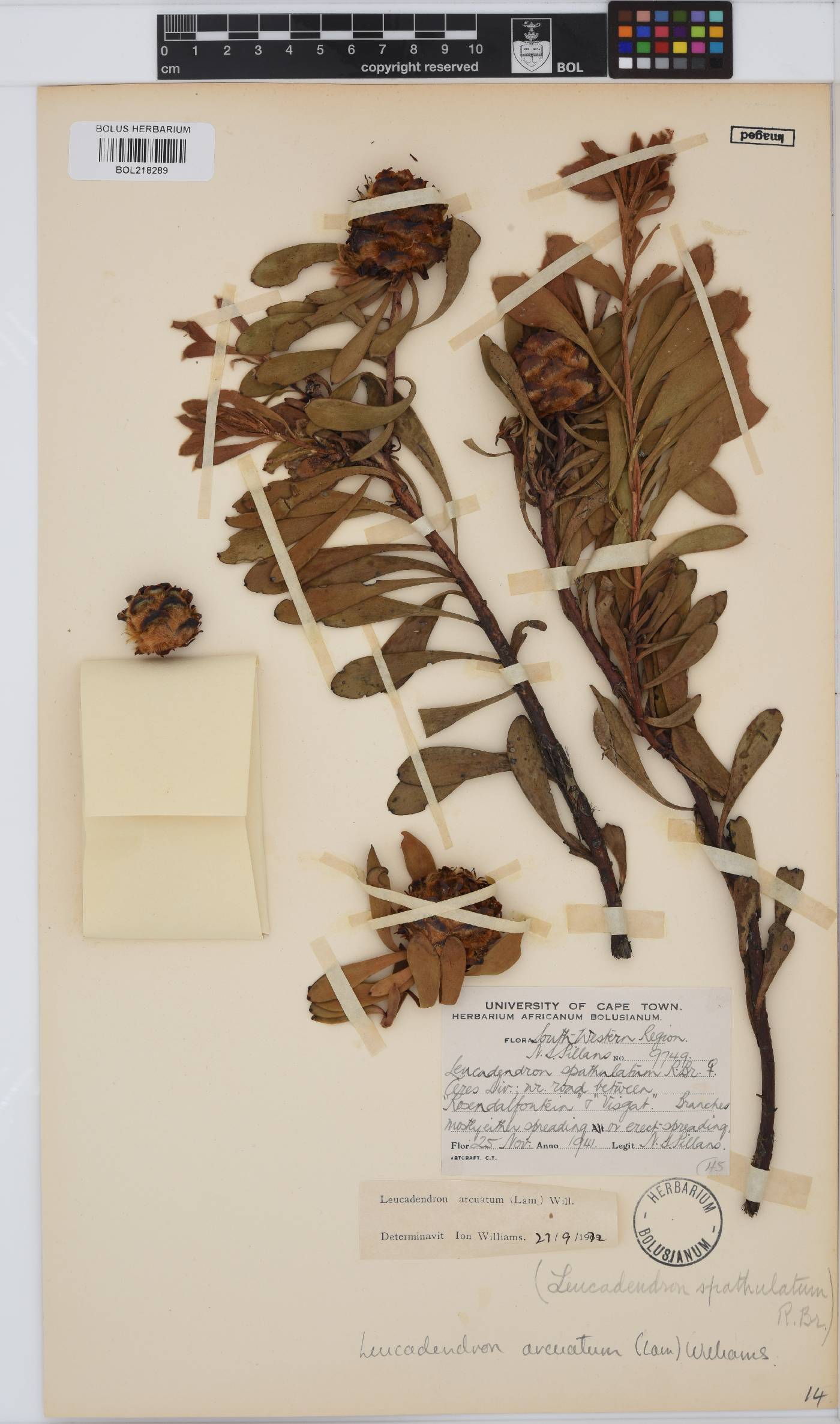 Leucadendron arcuatum image
