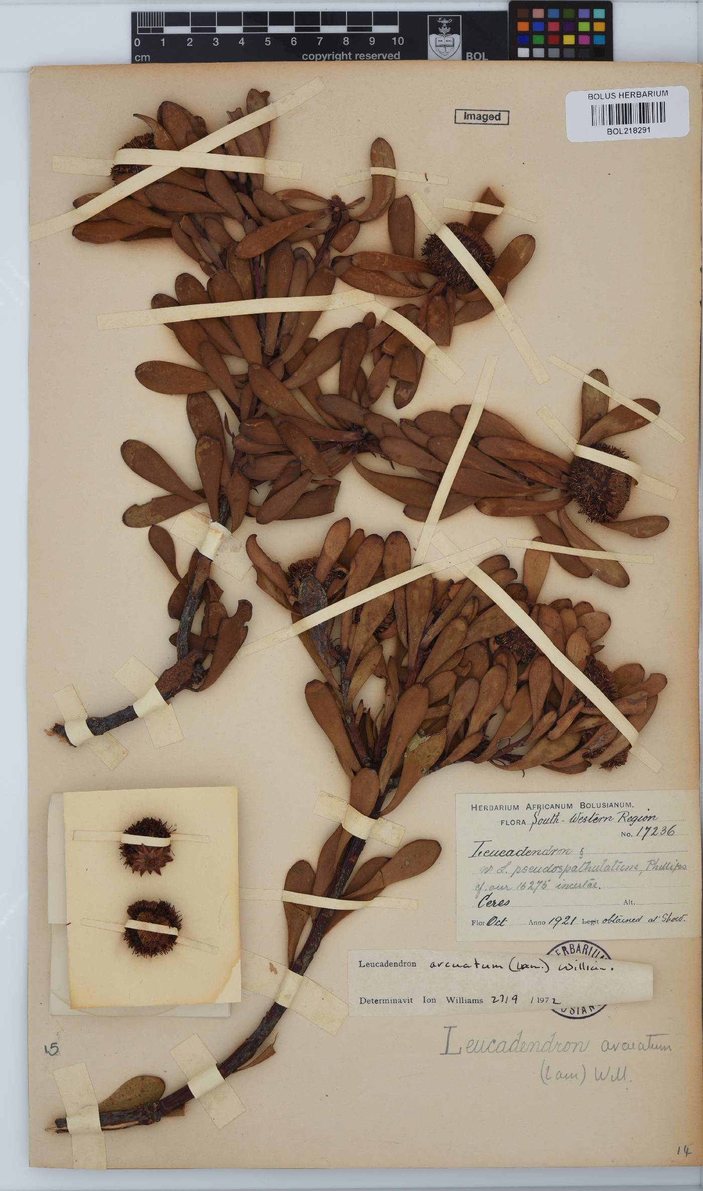Leucadendron arcuatum image