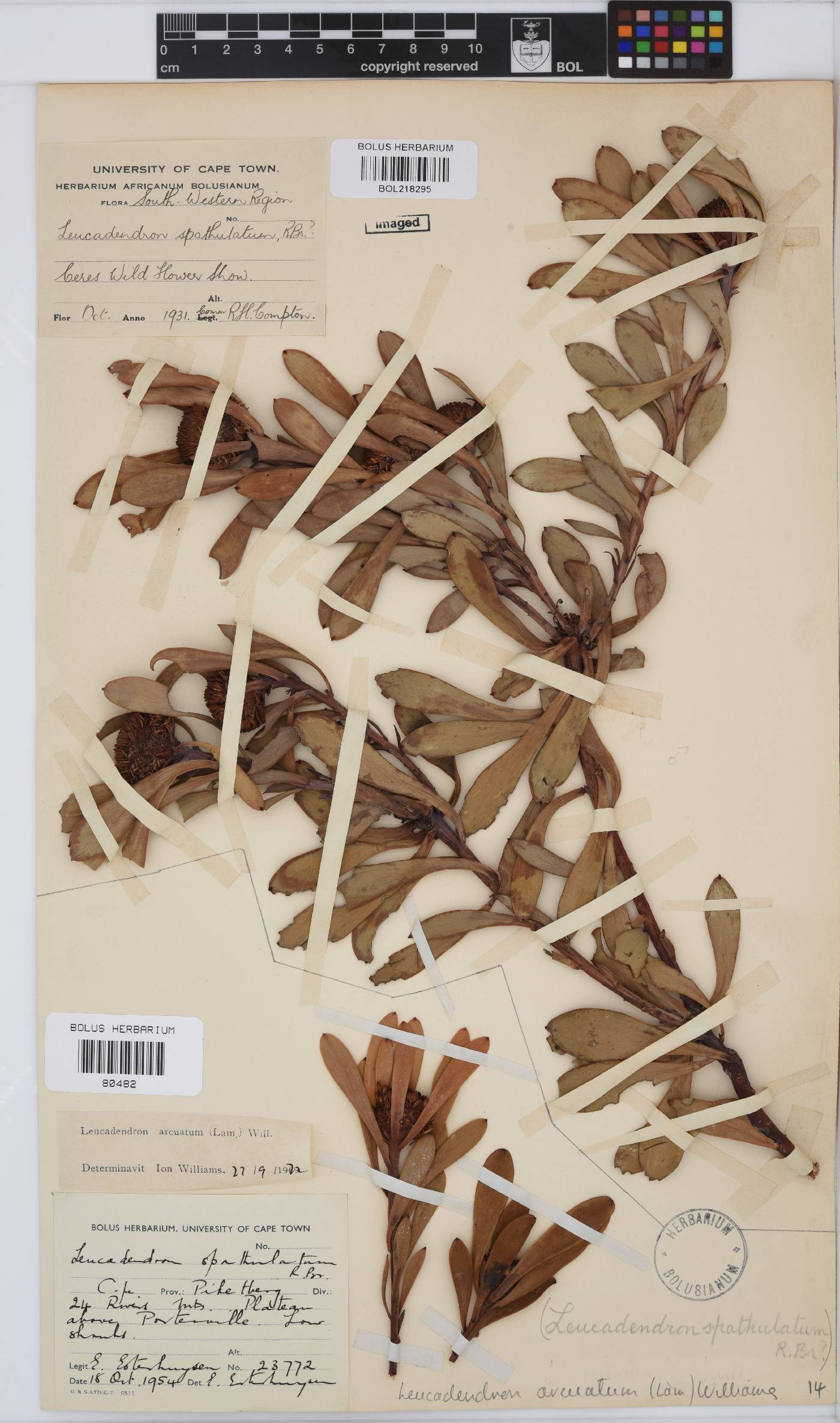Leucadendron arcuatum image