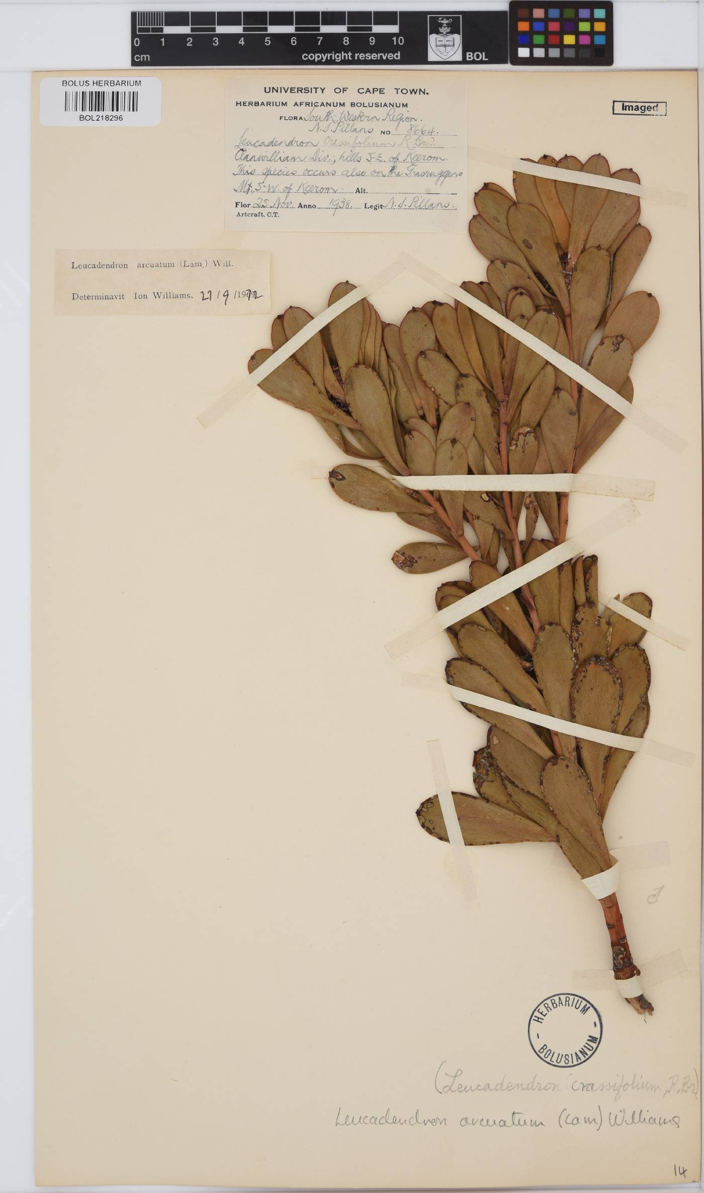 Leucadendron arcuatum image