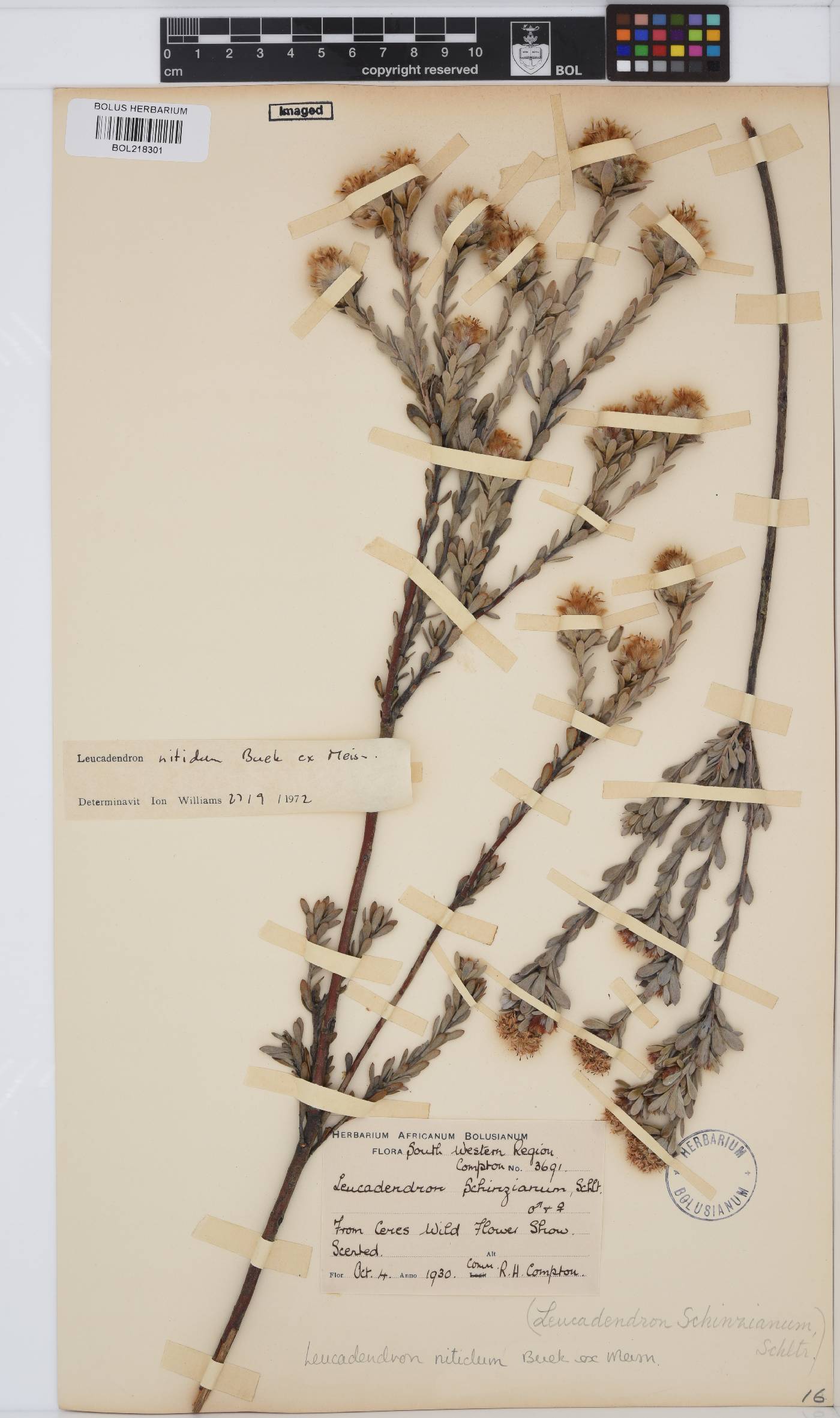 Leucadendron nitidum image