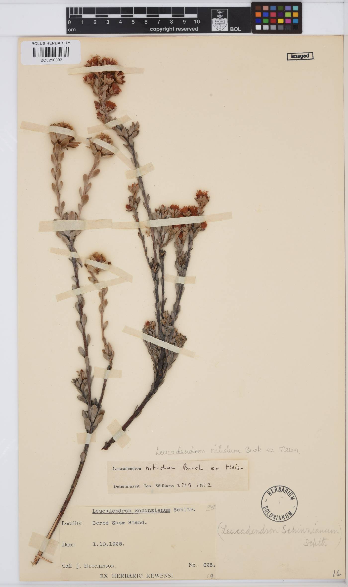 Leucadendron nitidum image