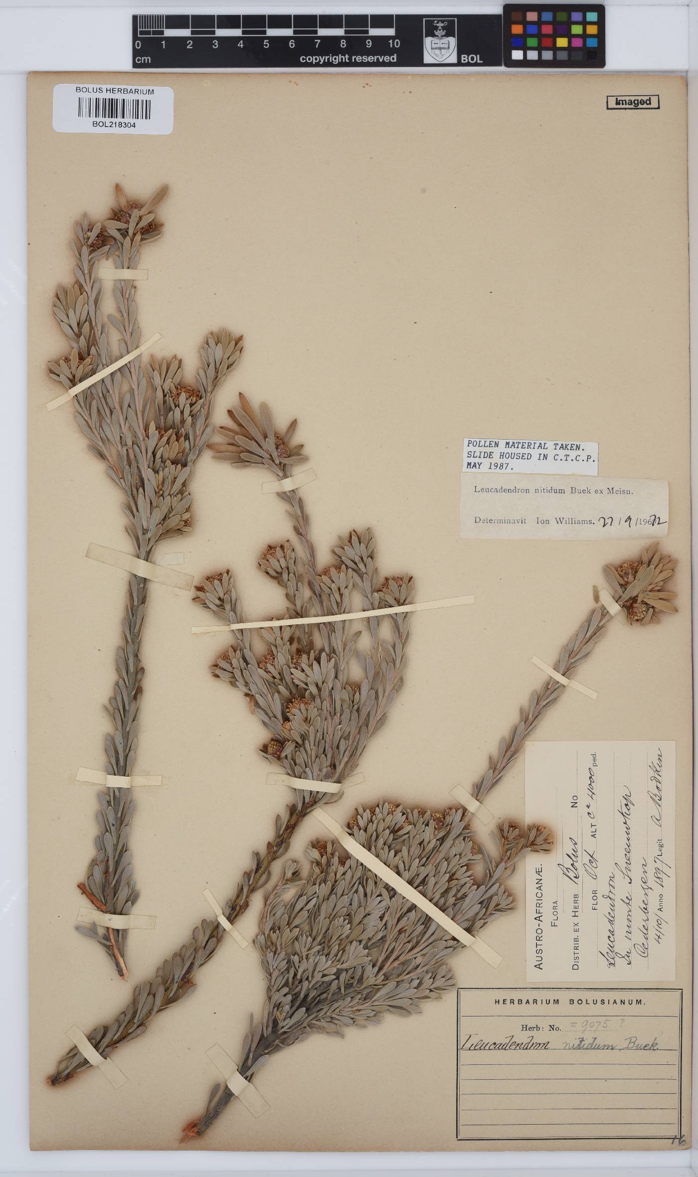 Leucadendron nitidum image
