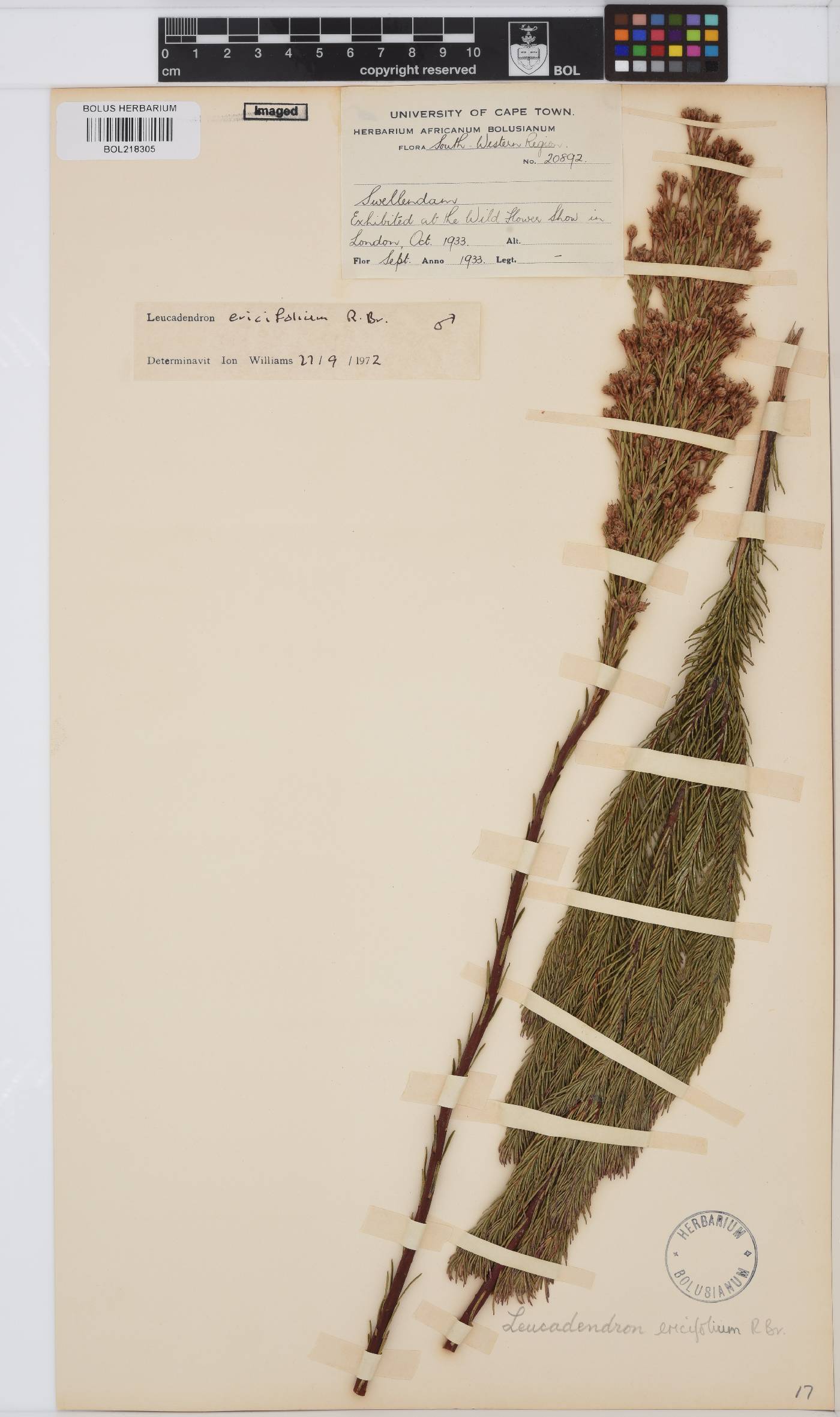 Leucadendron ericifolium image