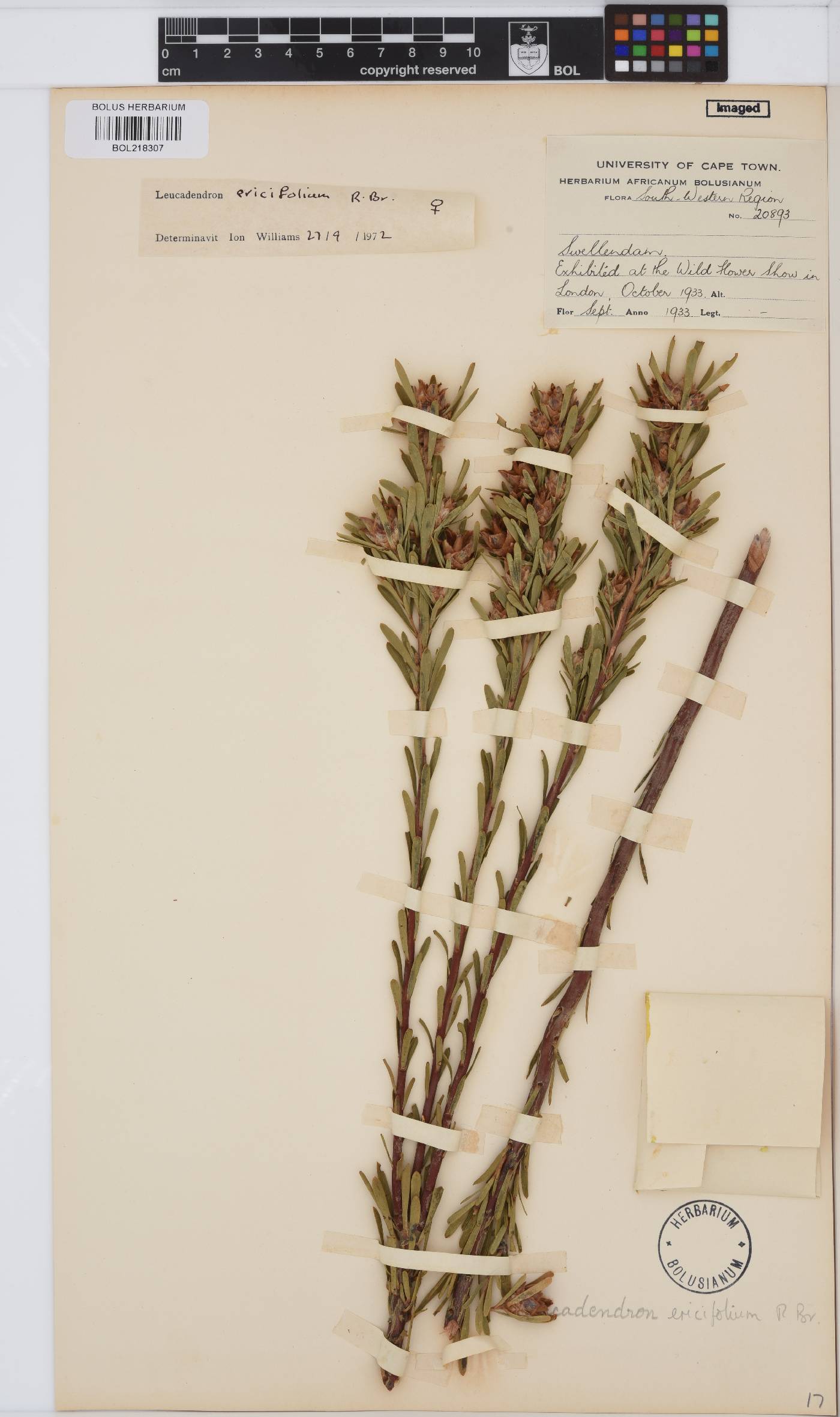Leucadendron ericifolium image
