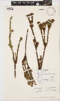 Leucadendron sorocephalodes image