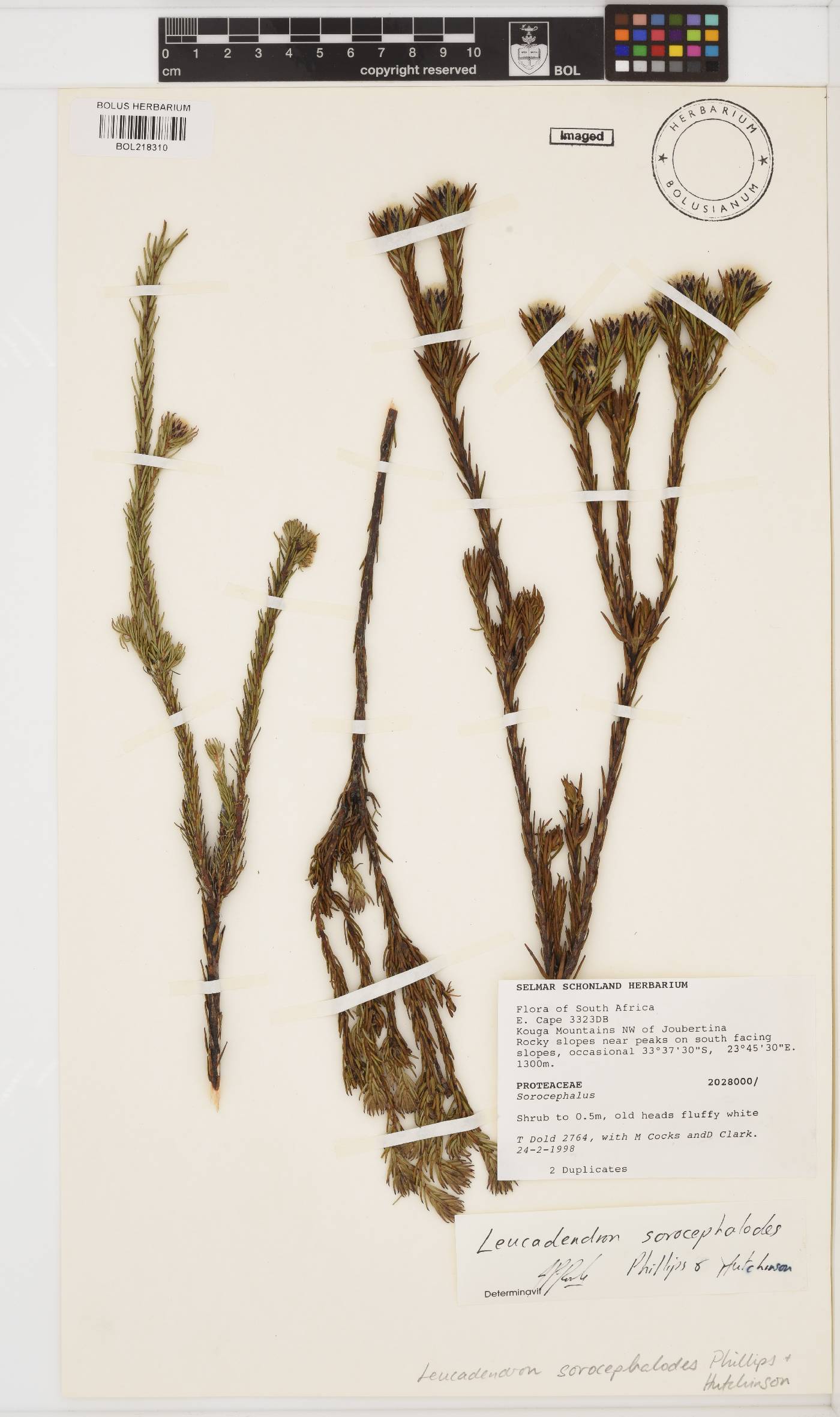 Leucadendron sorocephalodes image