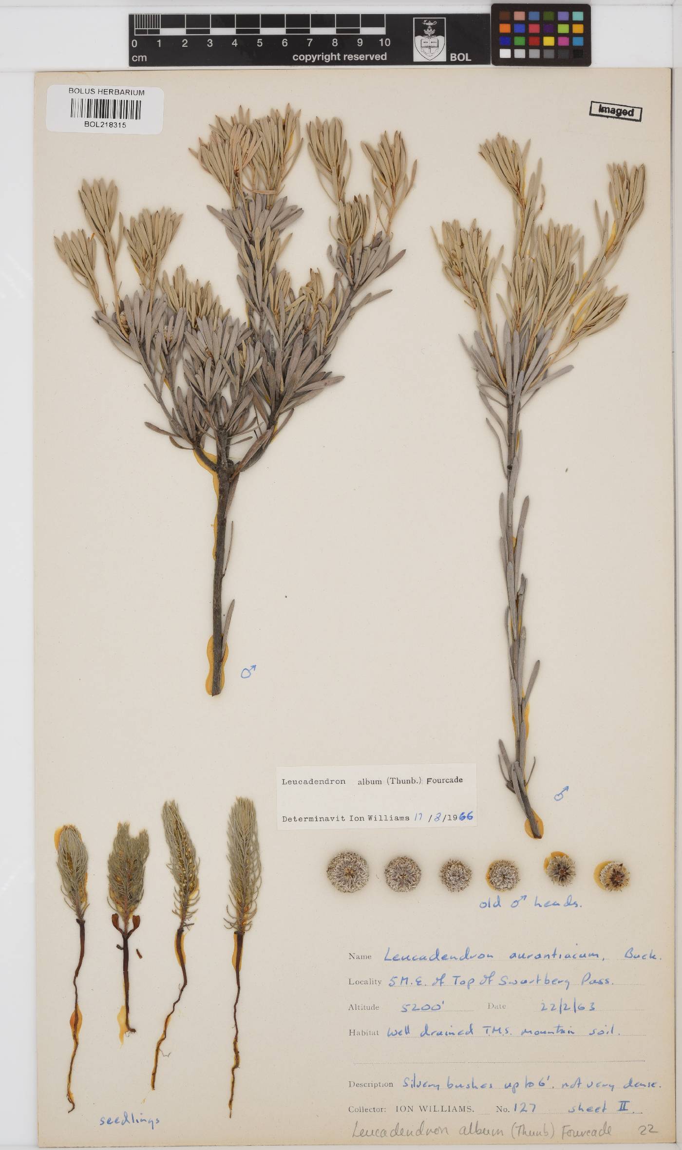 Leucadendron album image