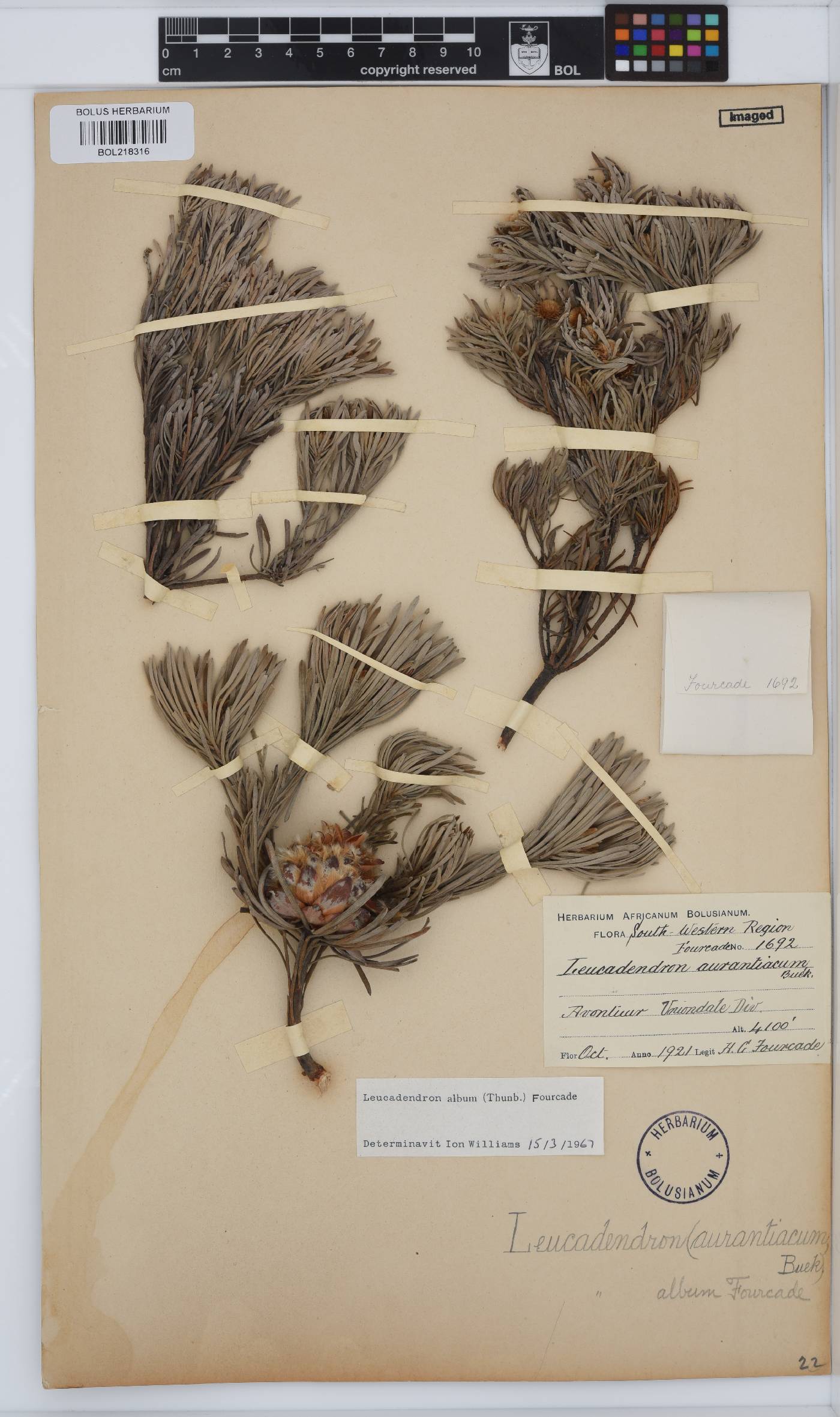 Leucadendron album image
