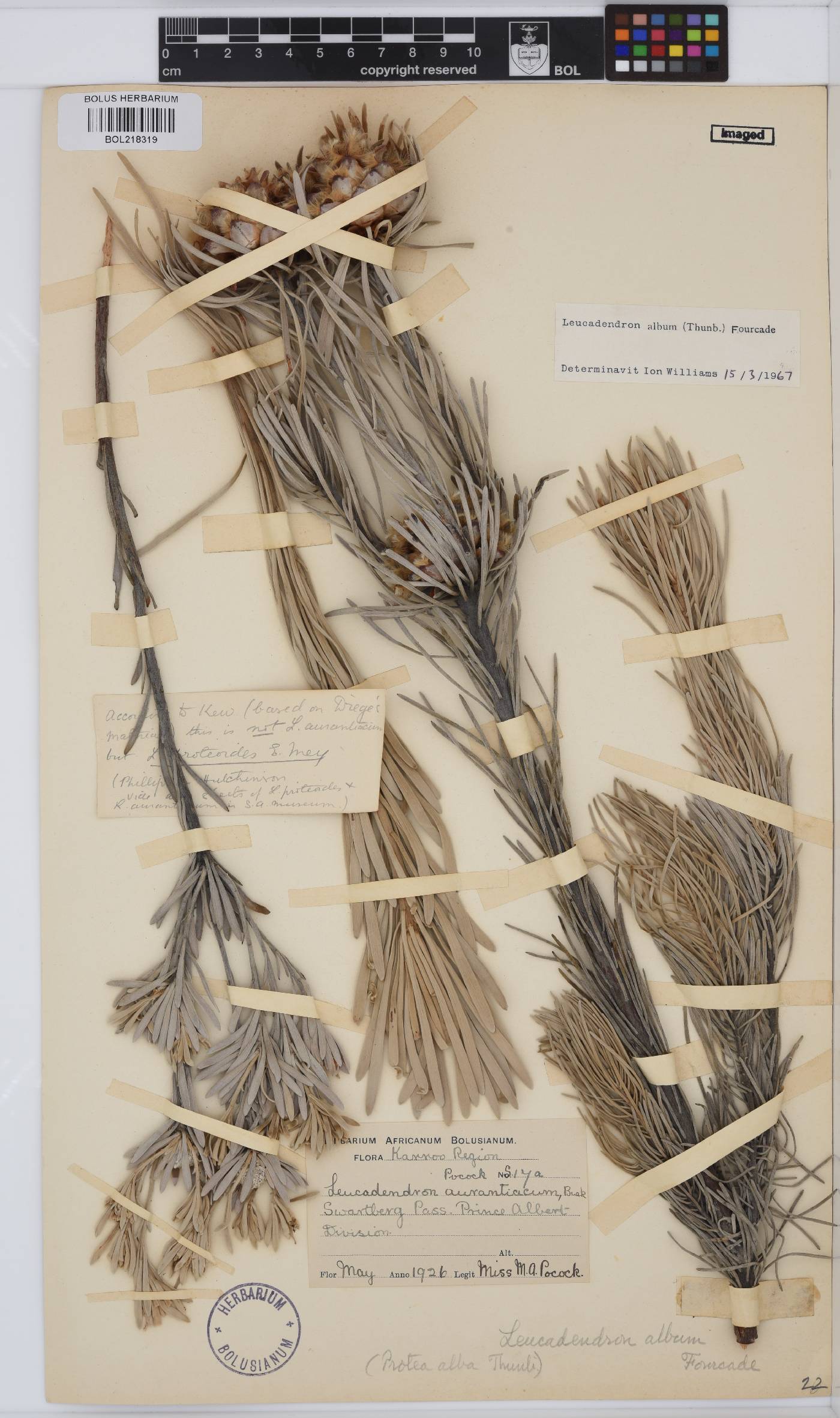 Leucadendron album image