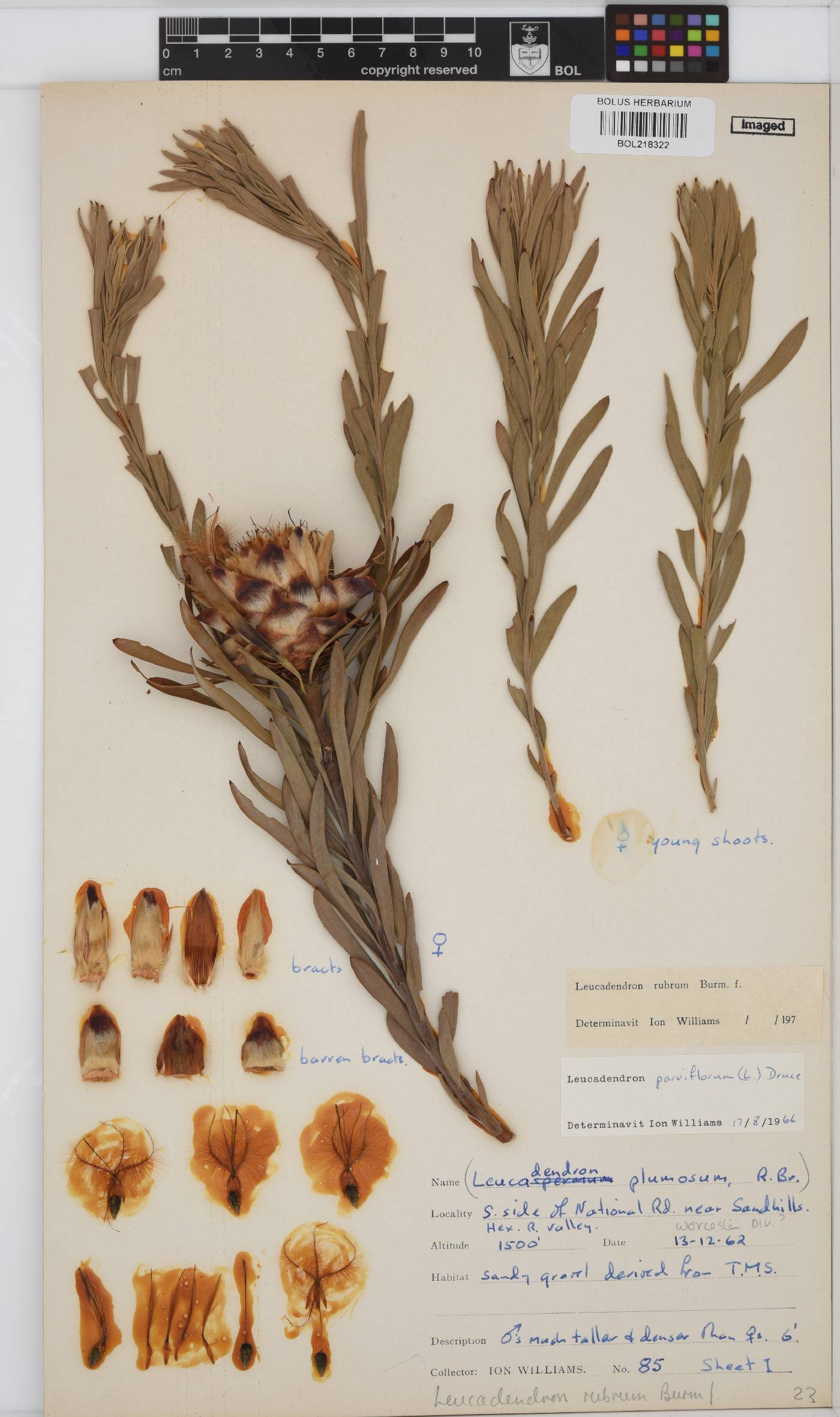 Leucadendron rubrum image