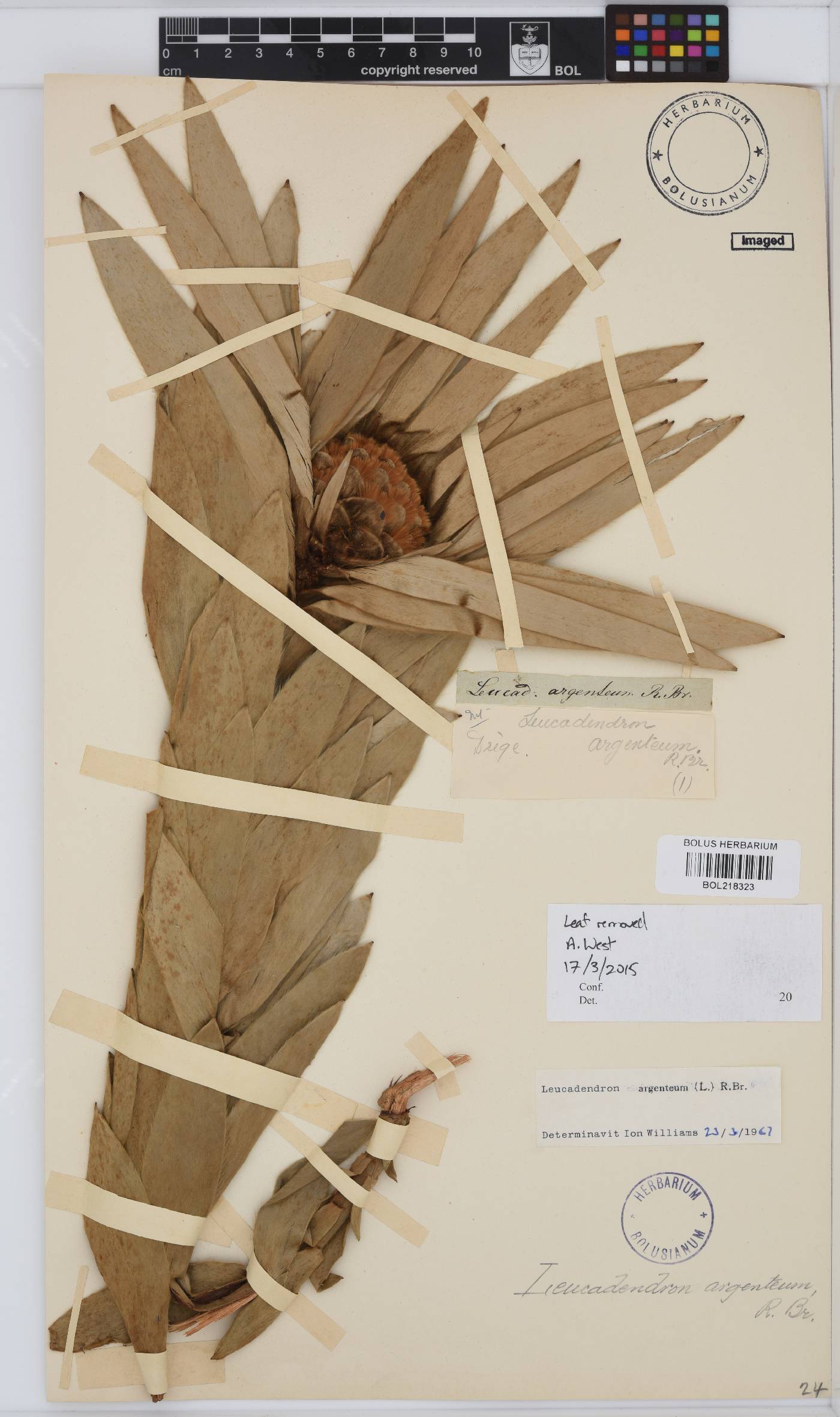 Leucadendron argenteum image