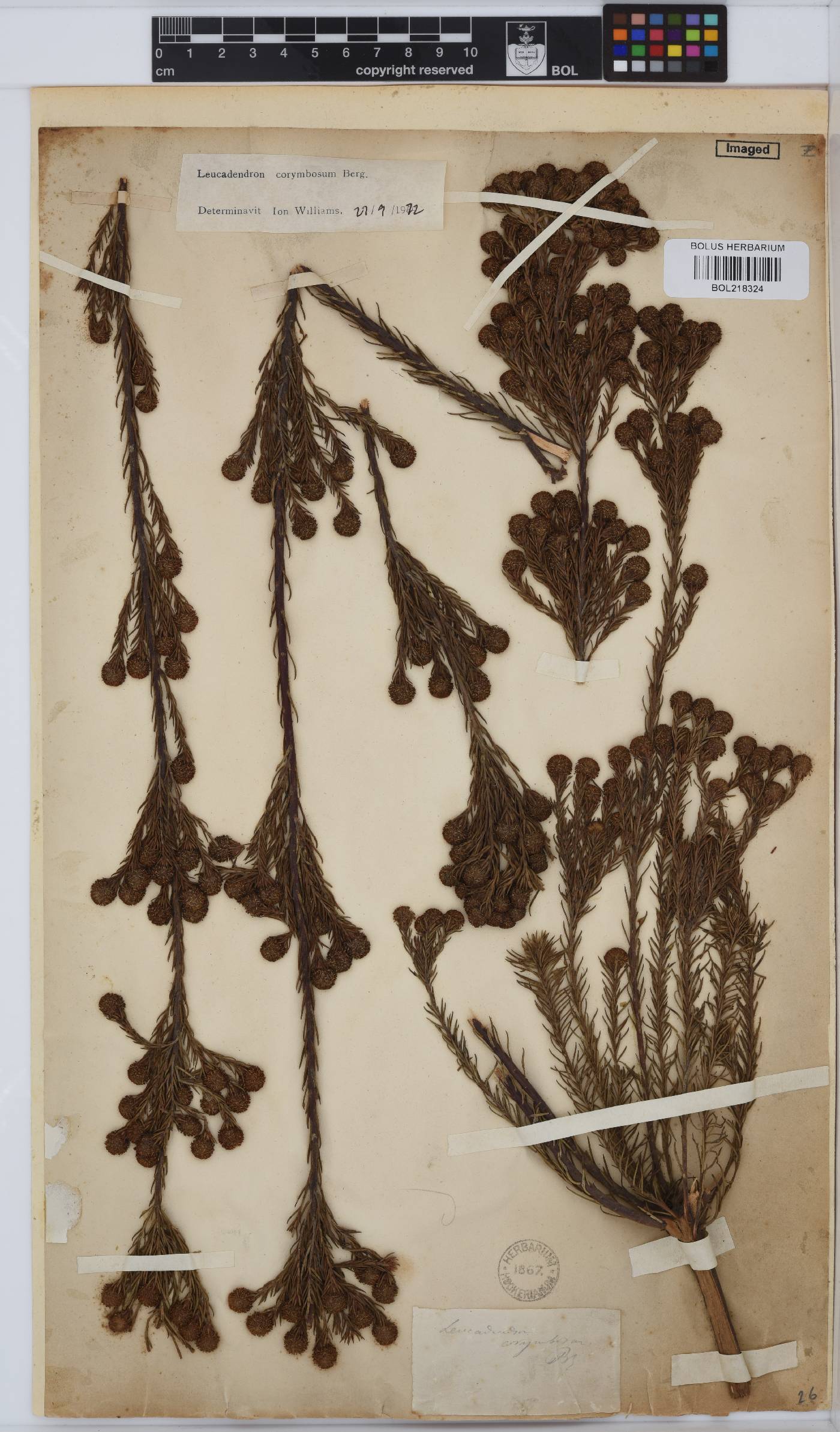 Leucadendron image