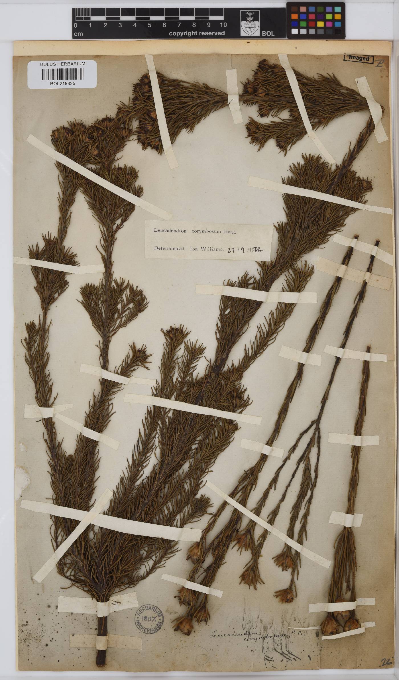 Leucadendron corymbosum image