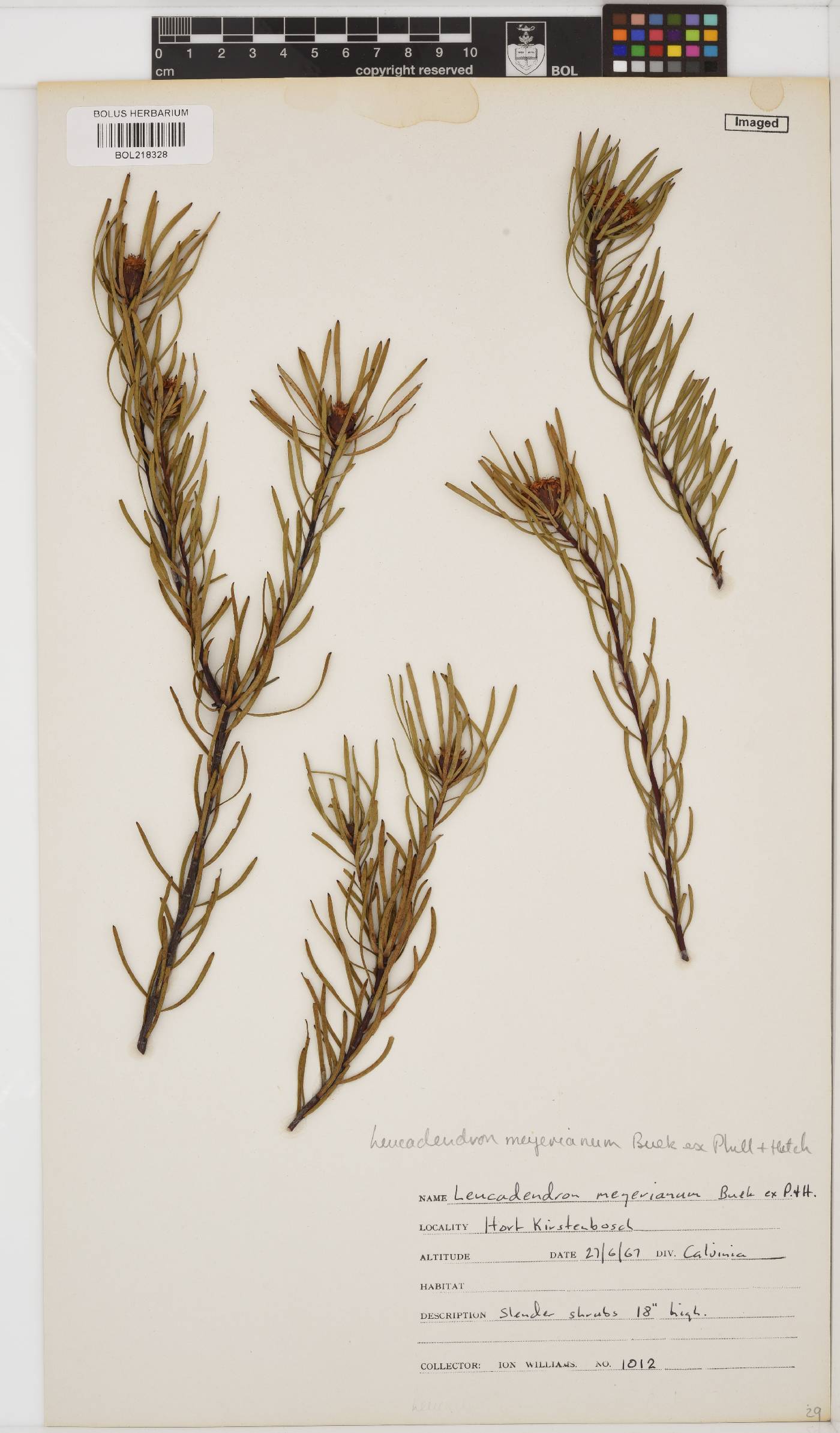 Leucadendron meyerianum image