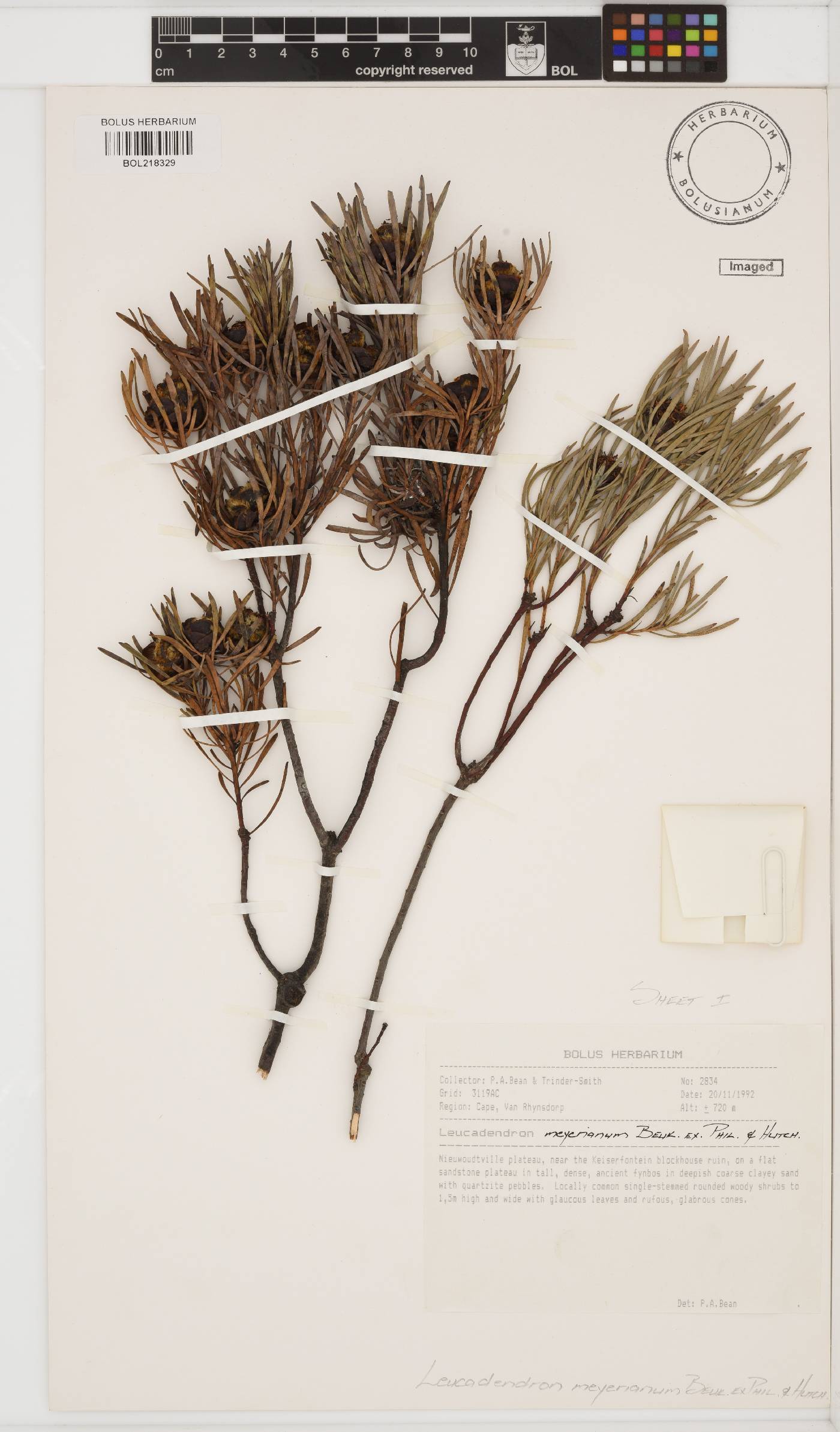Leucadendron meyerianum image