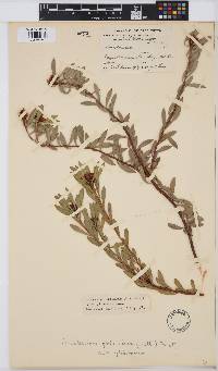 Leucadendron glaberrimum subsp. glaberrimum image