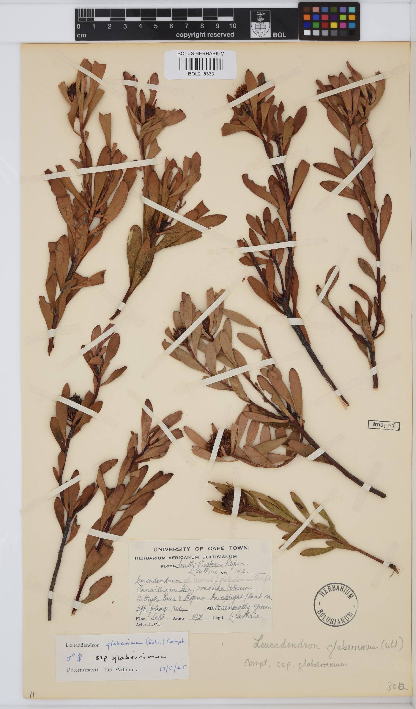 Leucadendron glaberrimum subsp. glaberrimum image