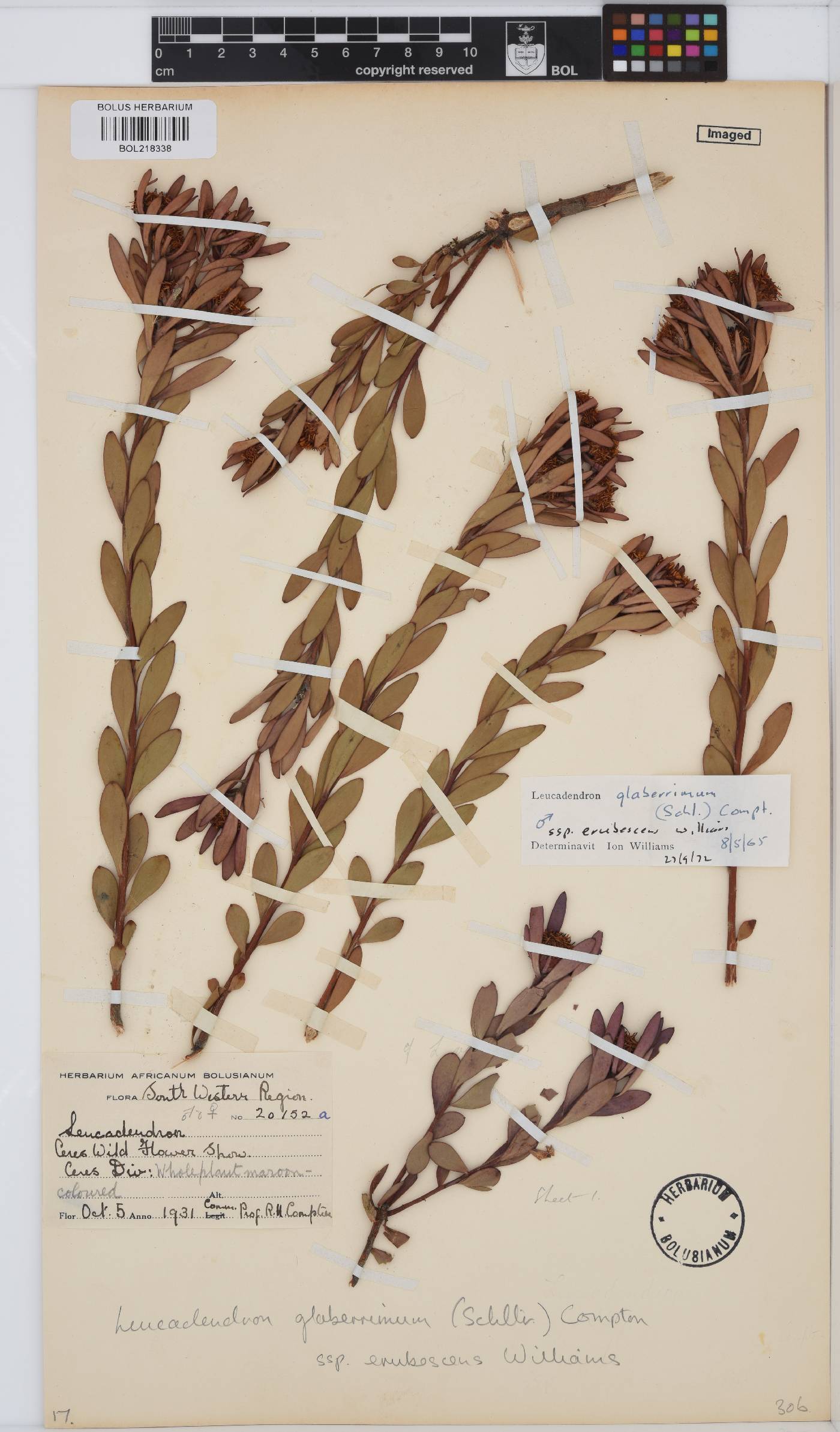 Leucadendron glaberrimum subsp. erubescens image