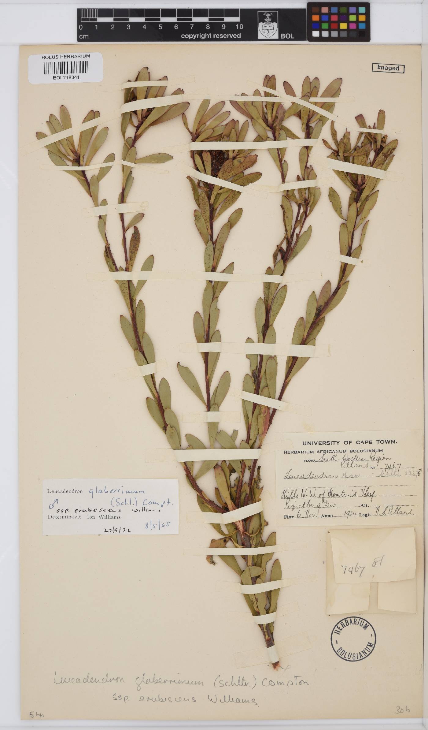 Leucadendron glaberrimum subsp. erubescens image