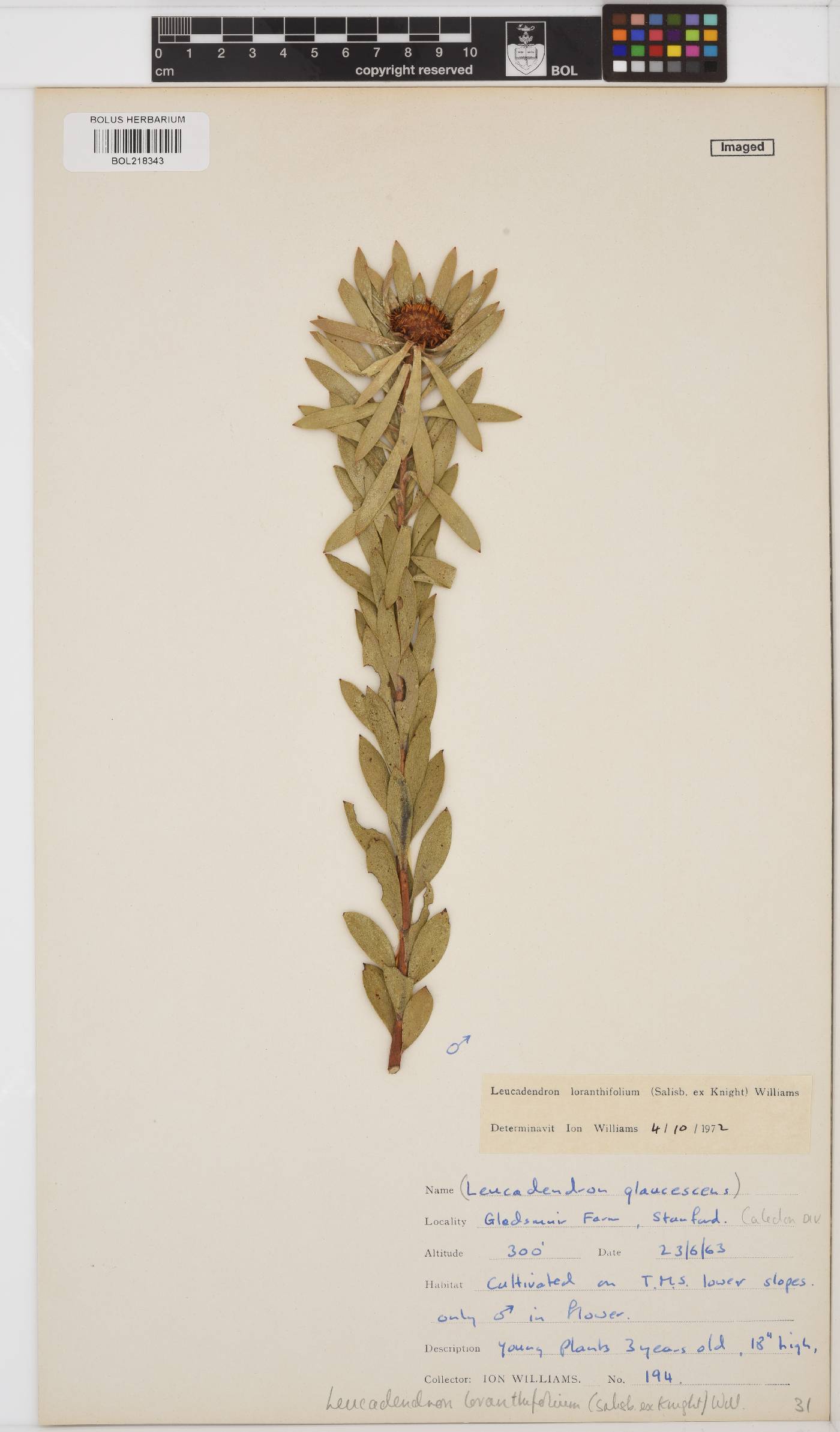Leucadendron loranthifolium image
