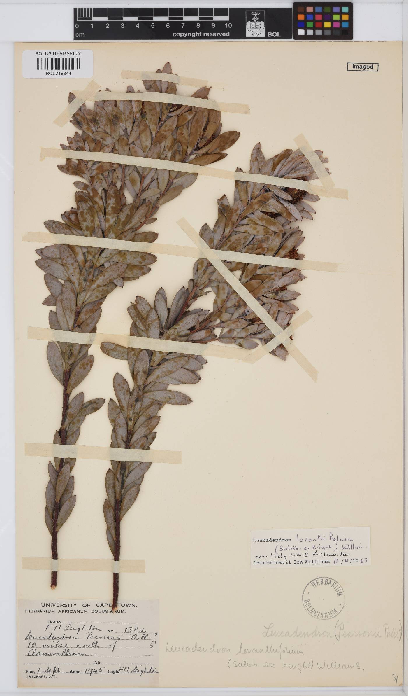 Leucadendron loranthifolium image