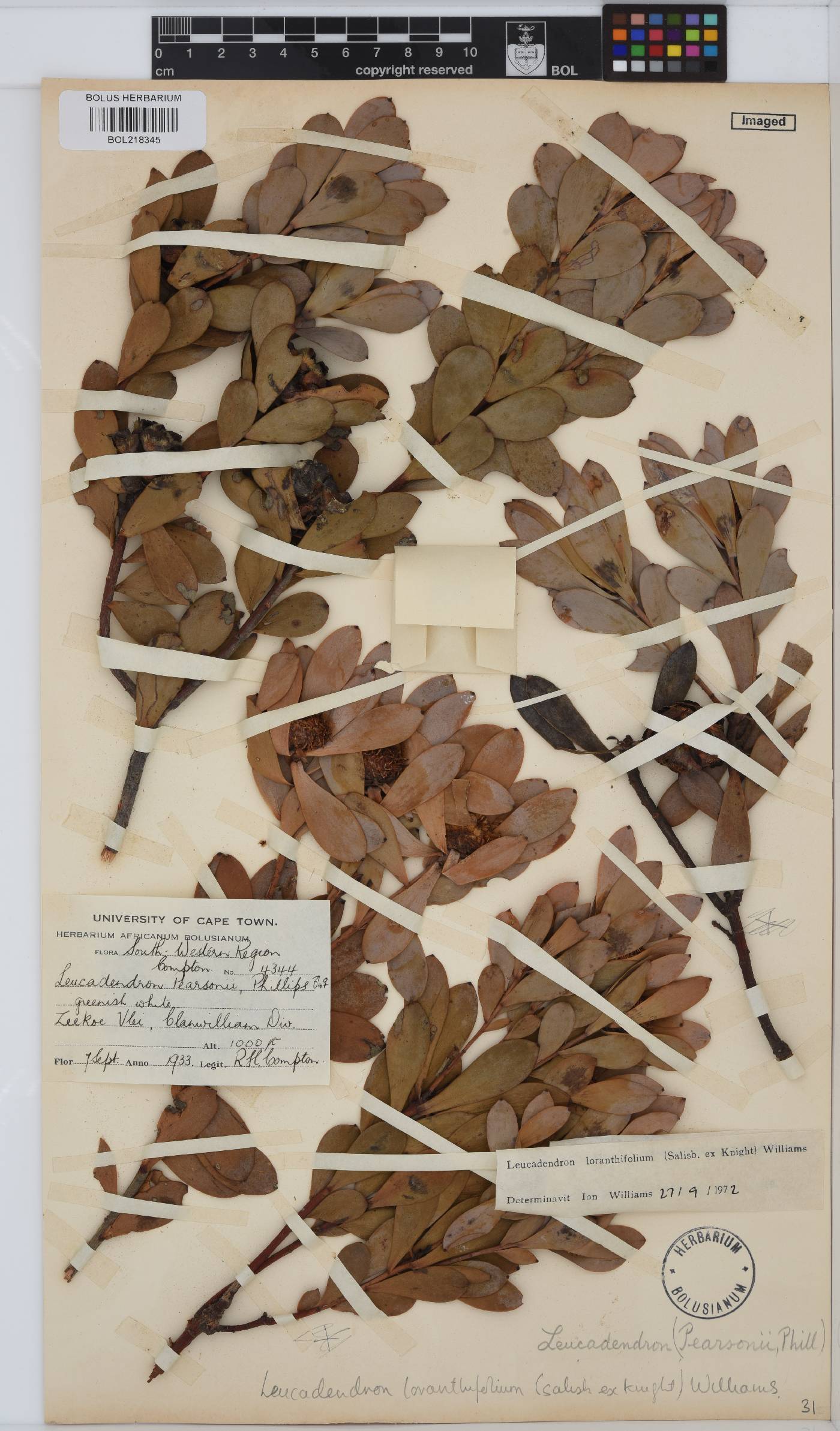 Leucadendron loranthifolium image