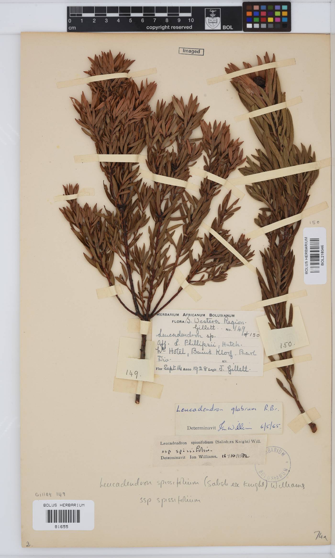 Leucadendron spissifolium subsp. spissifolium image